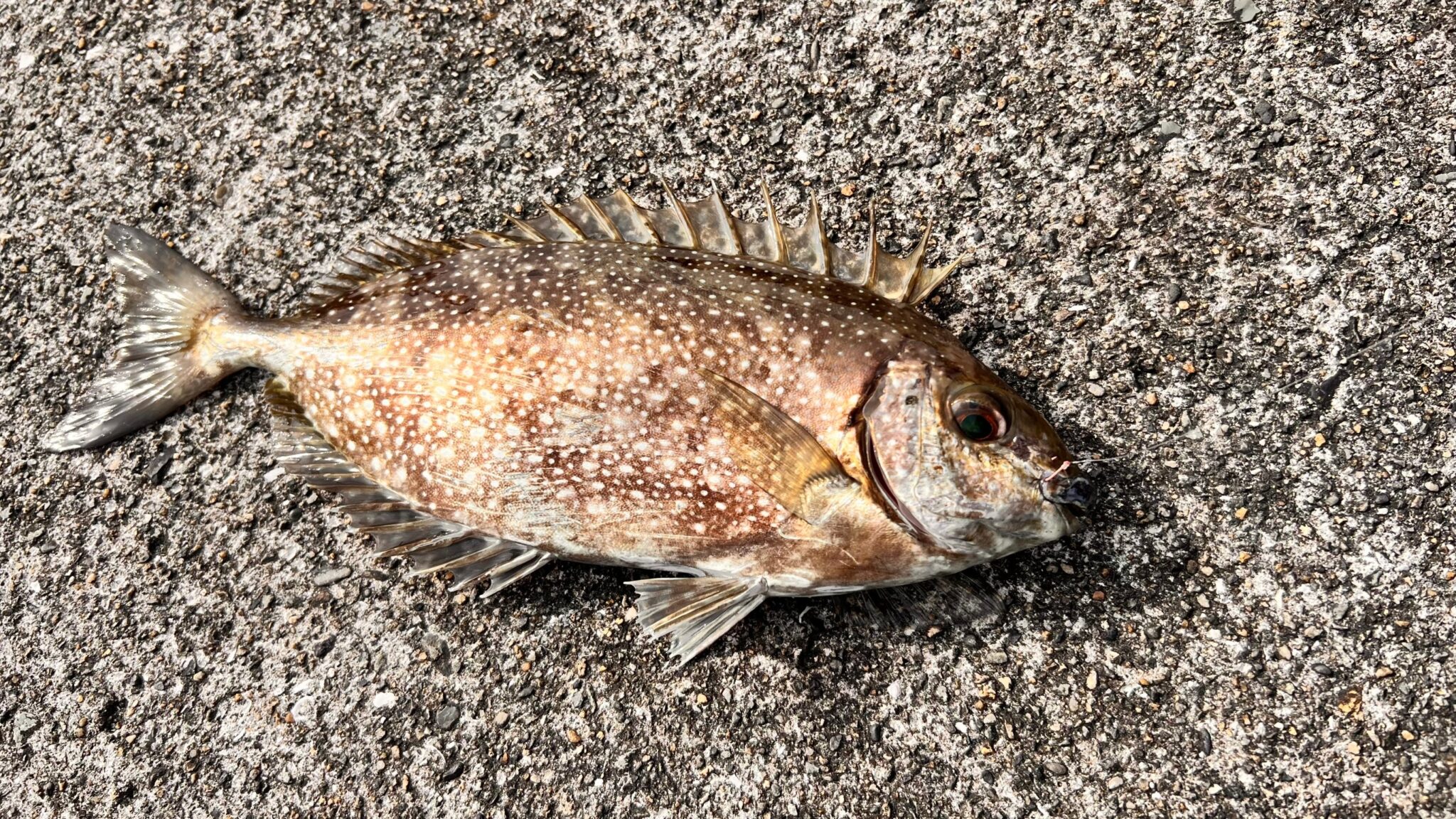 バリコ（アイゴ）は特有の匂いがあるが、この理由説明。釣太郎