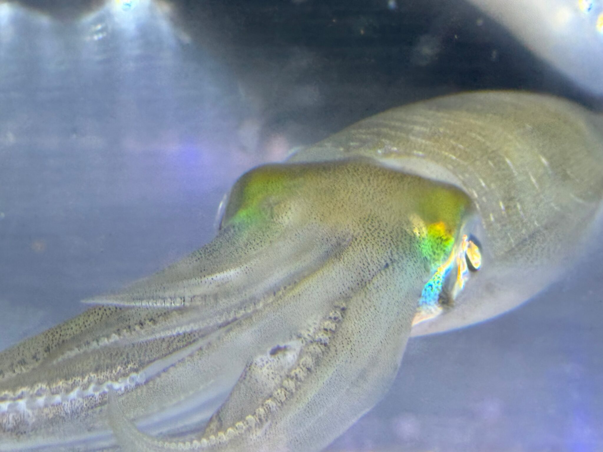 アオリイカの泳ぐ速さは、通常速度：時速2～5キロ（ゆっくり泳いでいるとき） 瞬間的な最速：時速30～40キロ（ジェット噴射時）。釣太郎