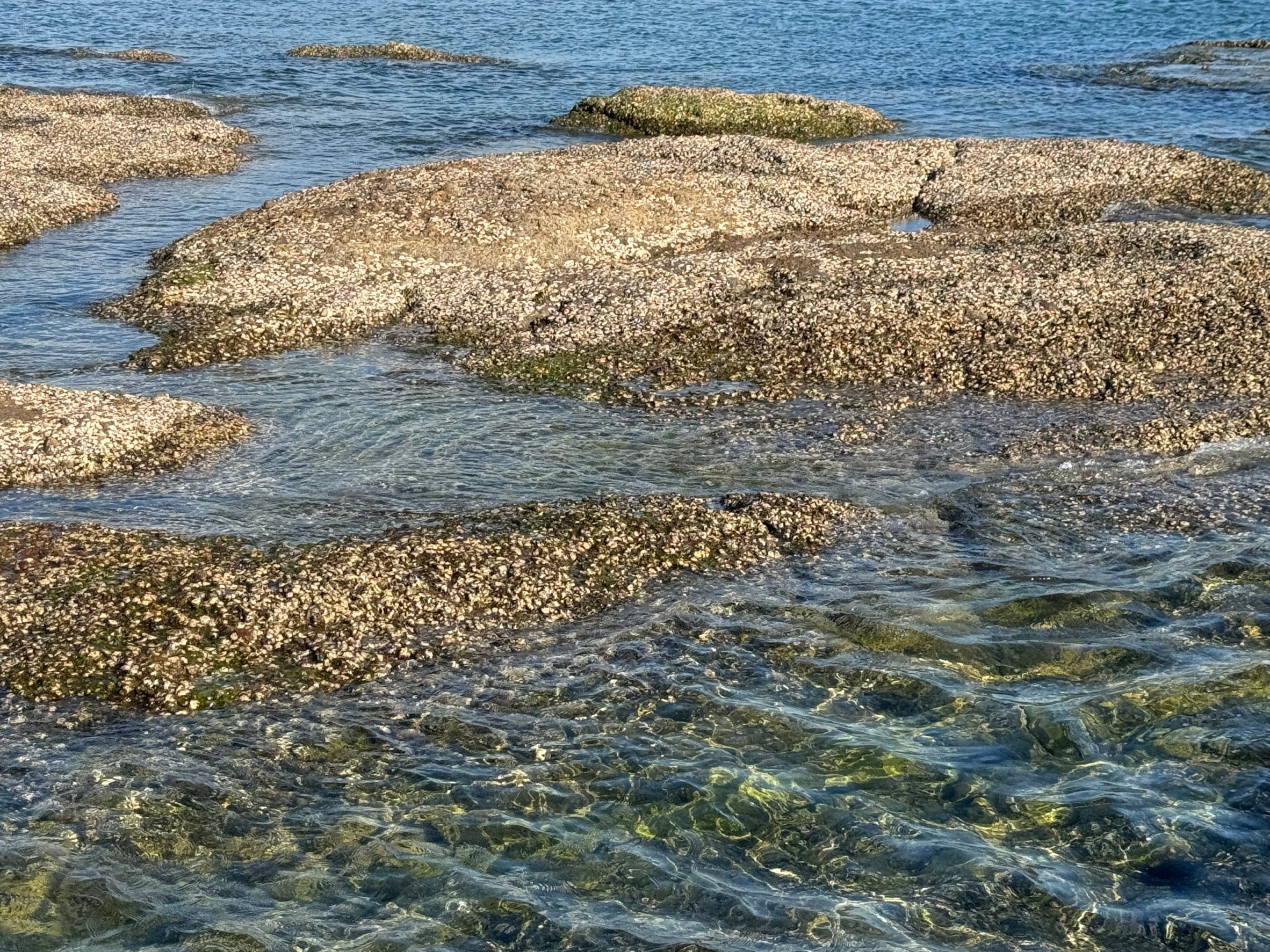海底の隆起: 海底火山活動によって海底が隆起し、海面上に現れることがあります。この隆起した部分が波によって削られ、磯となる場合があります。釣太郎
