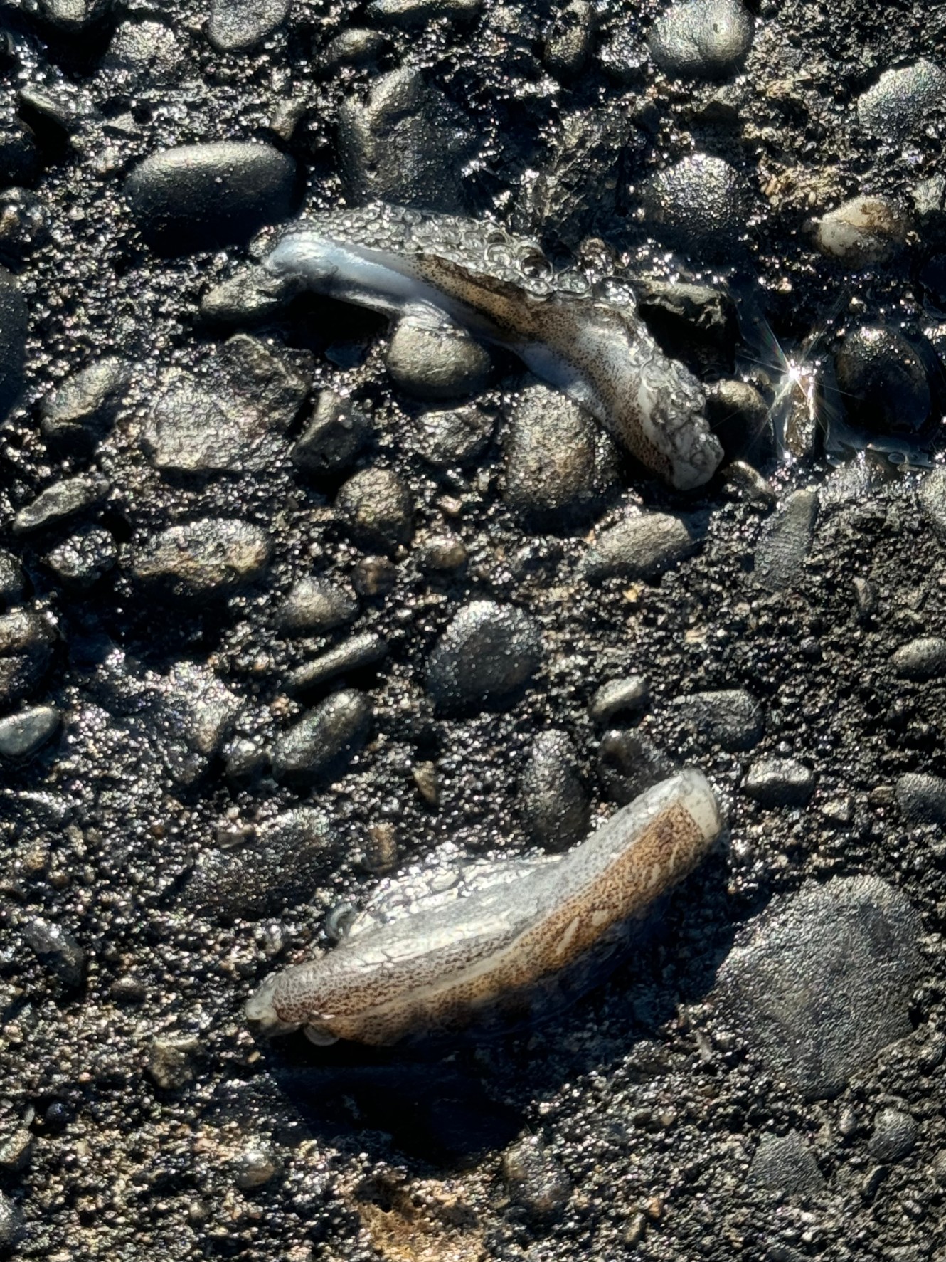 堤防で見つけたアオリイカ触腕。切れた？切った？釣太郎