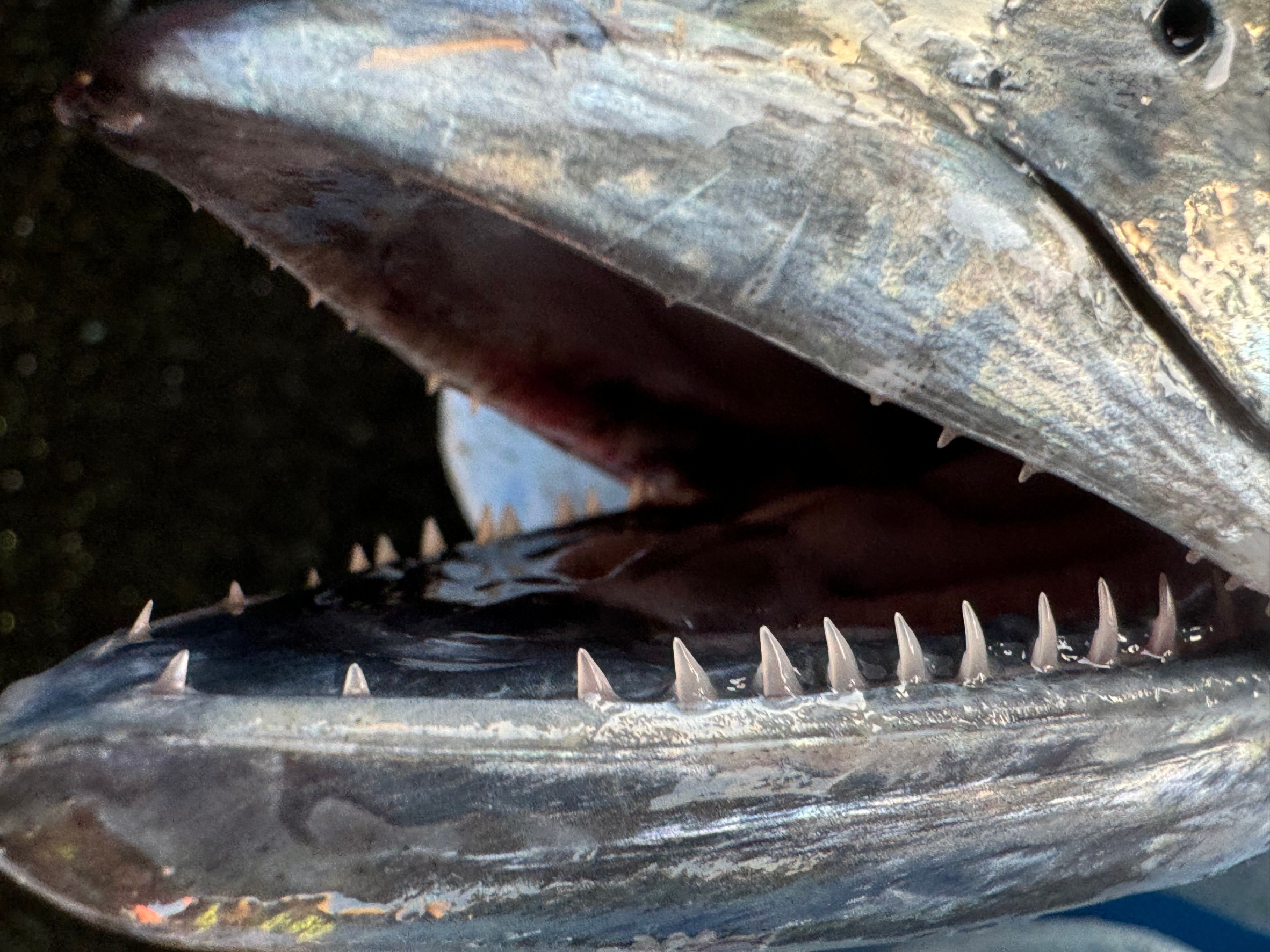 鋭い歯を持つこの魚は？わかればあなたは魚通です。釣太郎