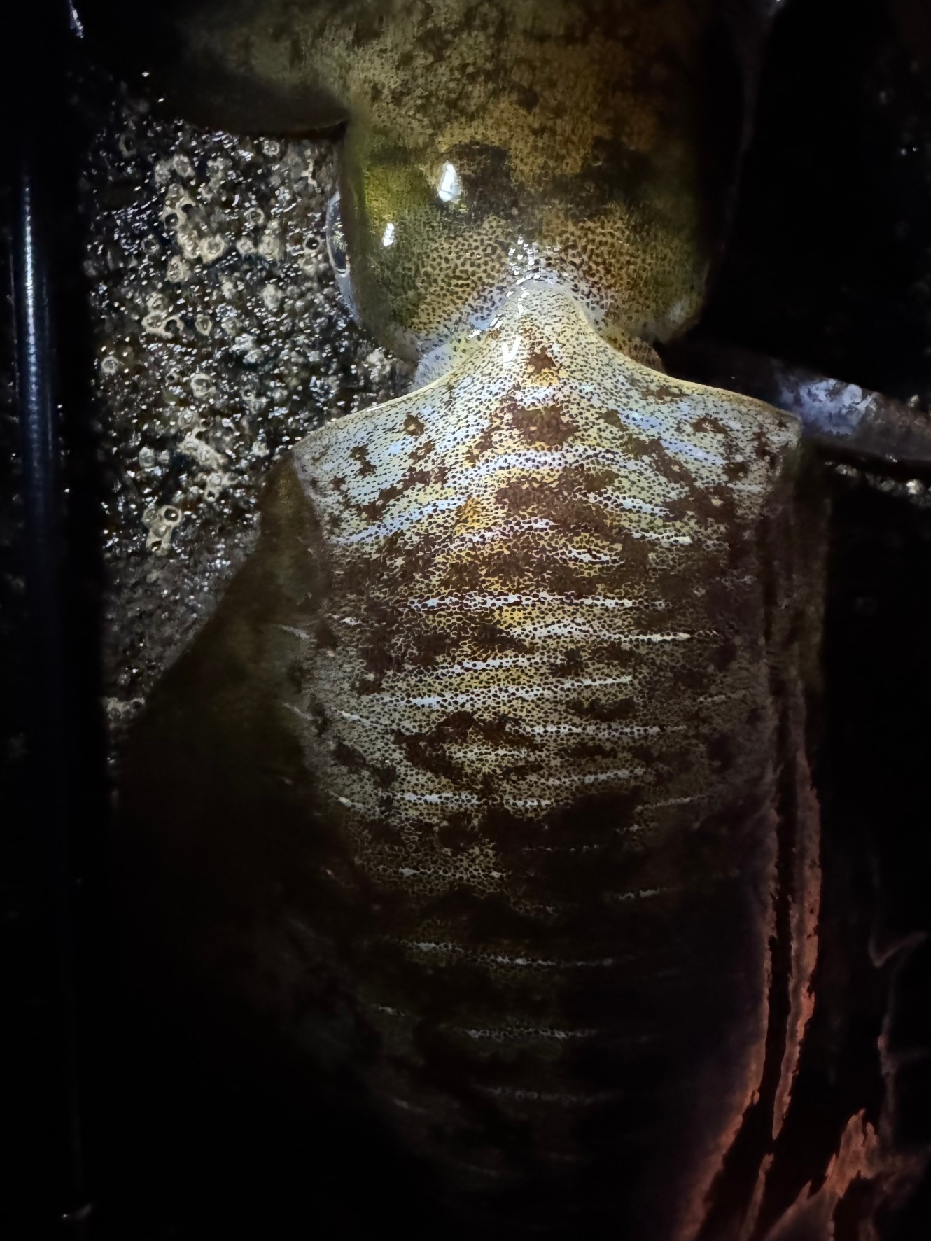 冬季のアオリイカ釣り：堤防と磯、どちらが有利？初心者向け解説。釣太郎