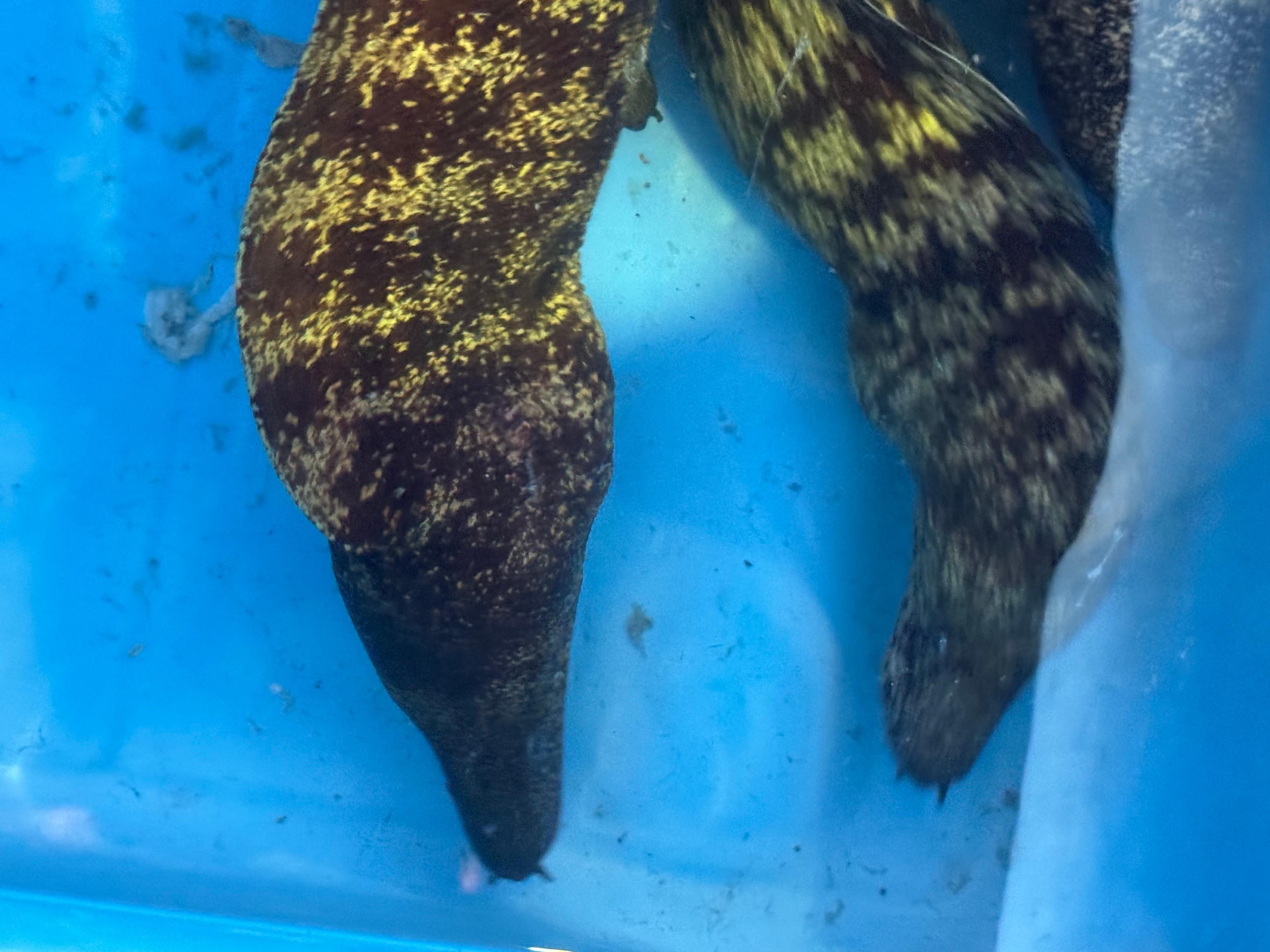 ウツボは成長が遅いことでも有名だが、500g、1㌔、2㌔、3㌔になるまで