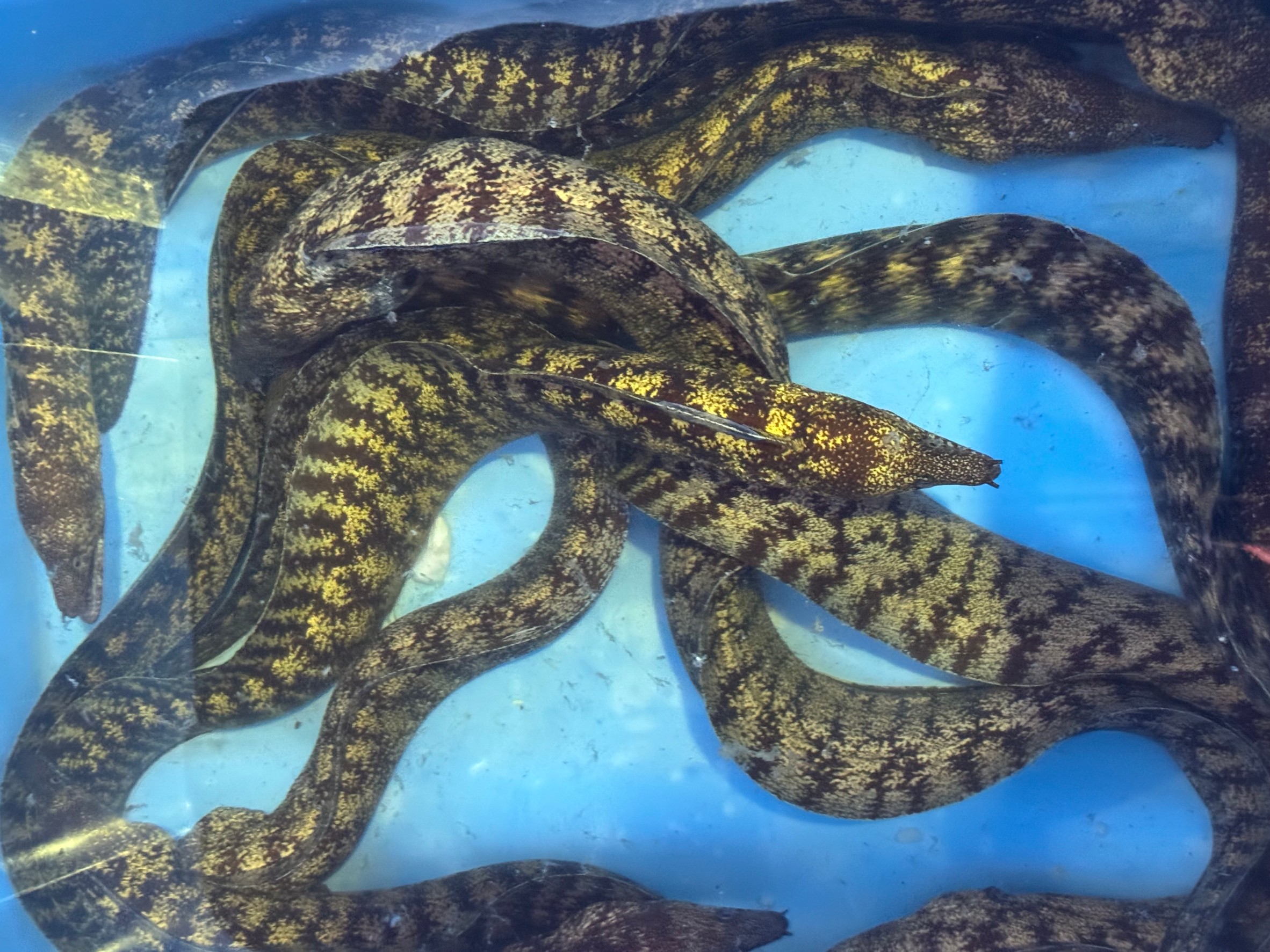 ウツボは外道魚扱いされがちだが、非常に美味。しかも栄養価値も高い。釣太郎