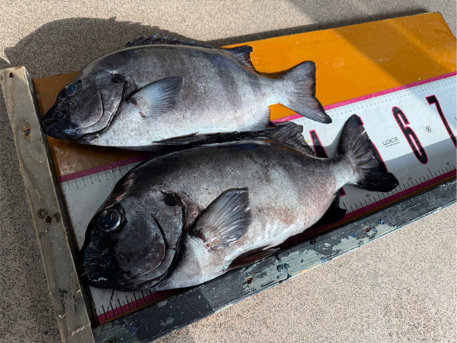 グレ釣りは内向きに潮が流れる当て潮は向いていないのに、石鯛釣りには向いている理由。釣太郎