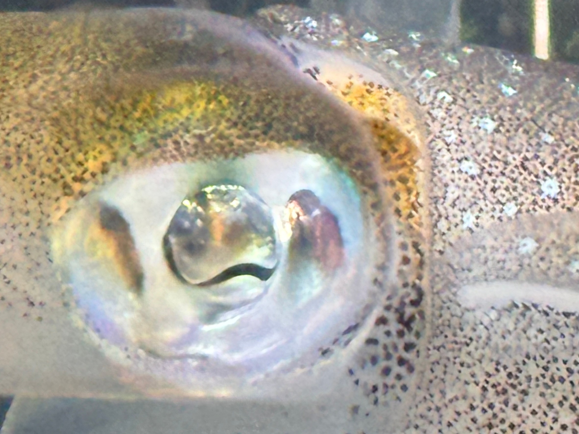 人間に例えれば、ドッジボール位あると言われるアオリイカの眼玉の大きさは超ド級。これなら奥見えるはず。釣太郎