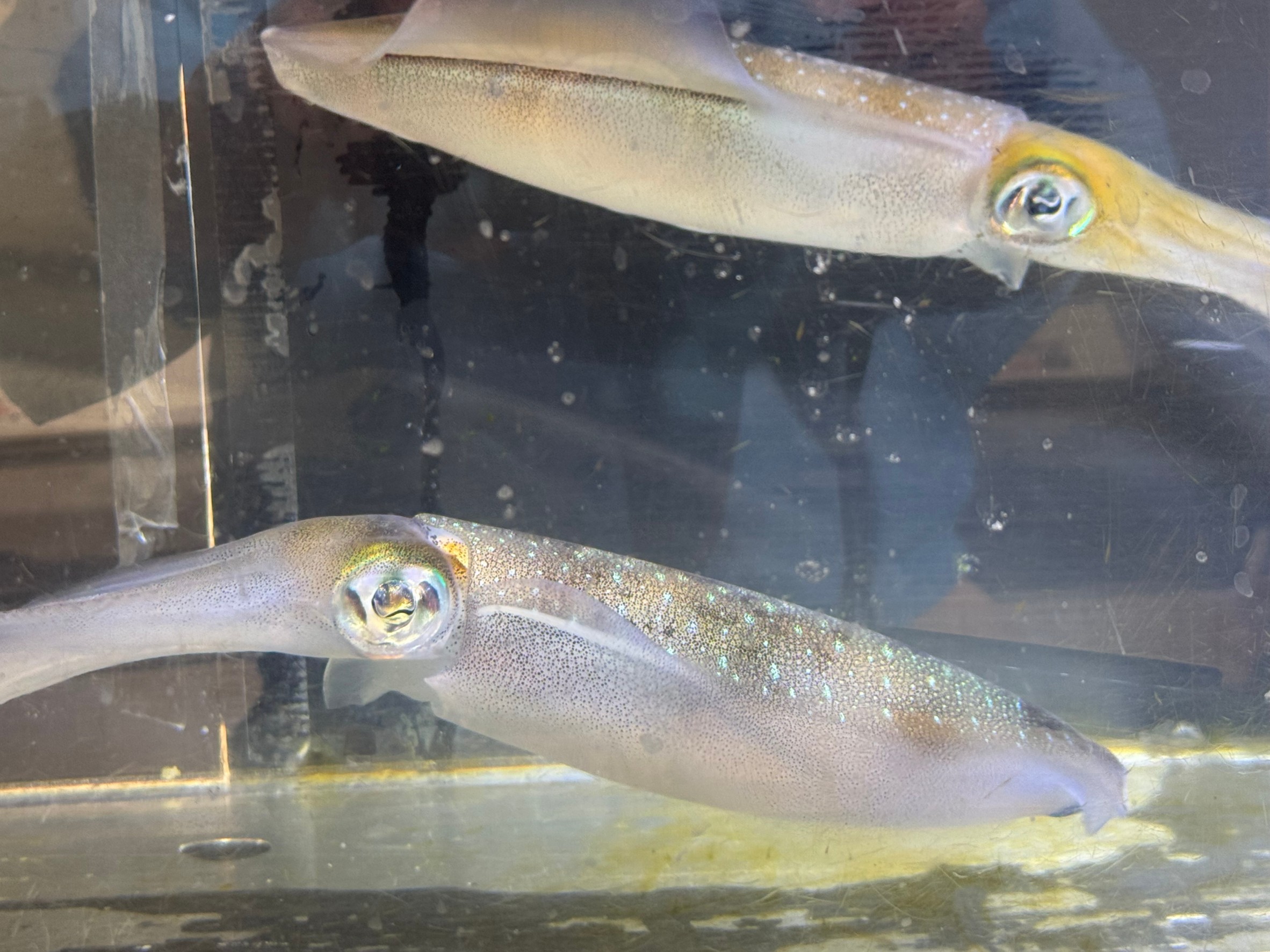 アオリイカは干潮時と満潮時ではいる場所が違うことが多い。エギング、ウキ、ヤエン釣り入門。釣太郎