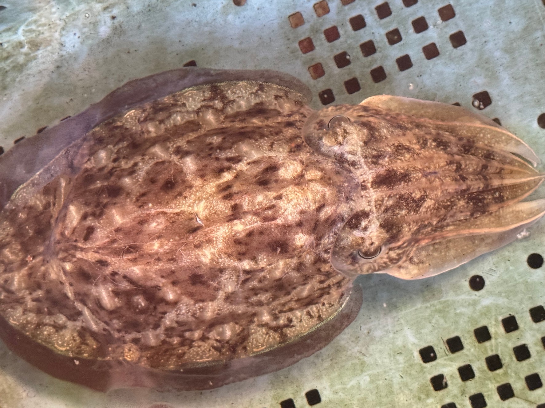 モンゴウイカの特徴説明。釣太郎