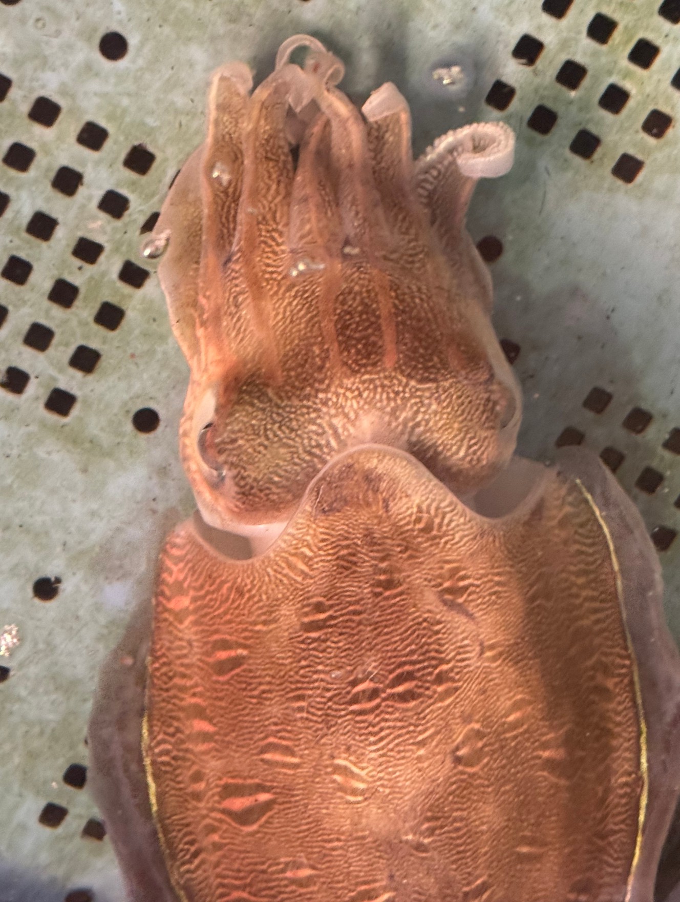 コウイカとモンゴウイカの違い説明。釣太郎