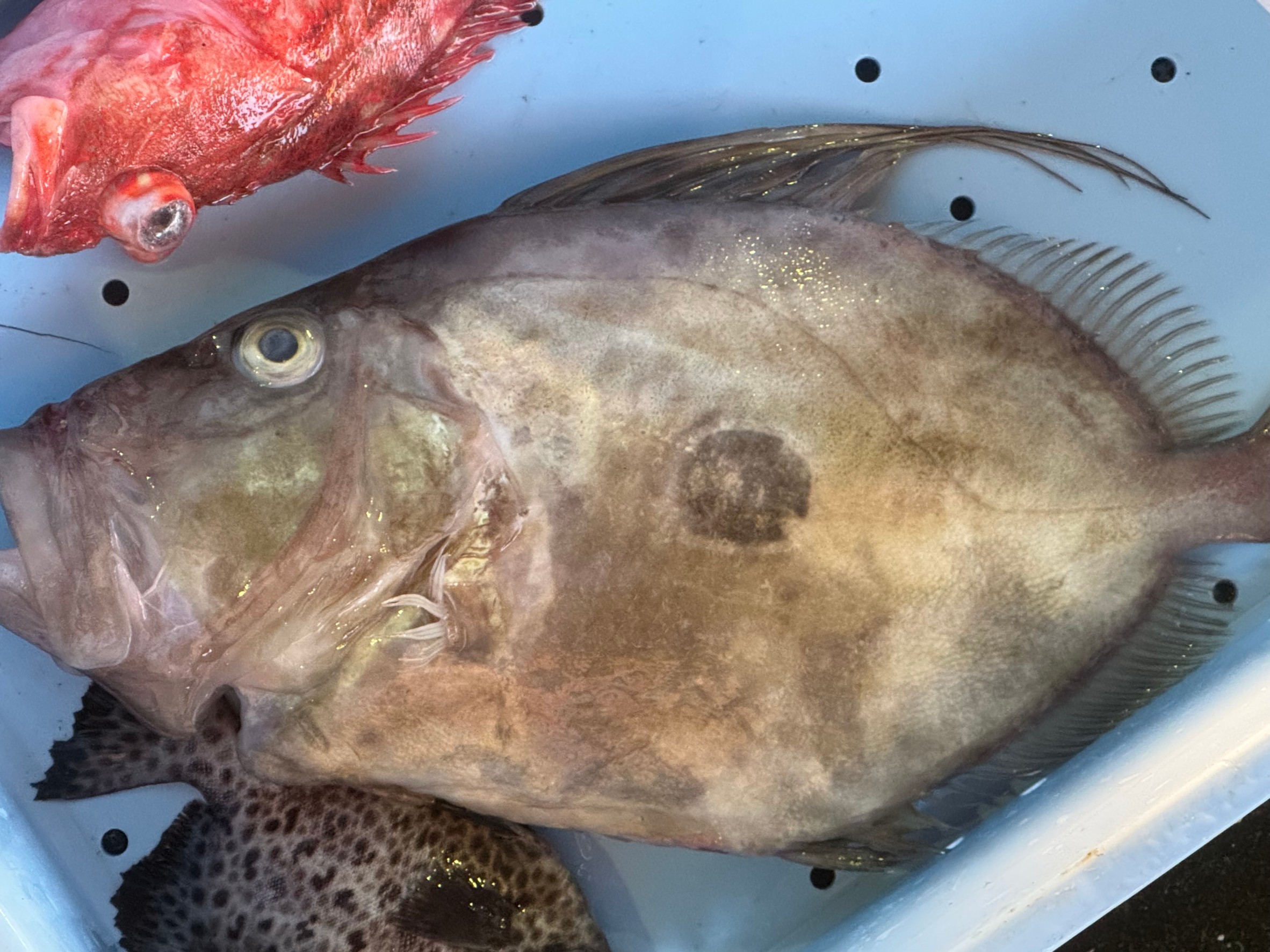 マトウダイの特徴と生態、味覚のご説明。釣太郎