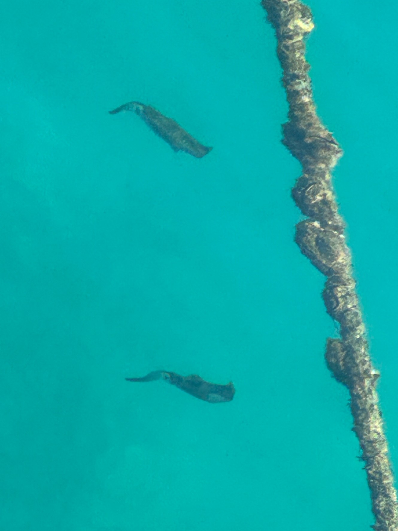 1ケ月前に孵化したと思われるアオリイカ新子。12月11日。釣太郎