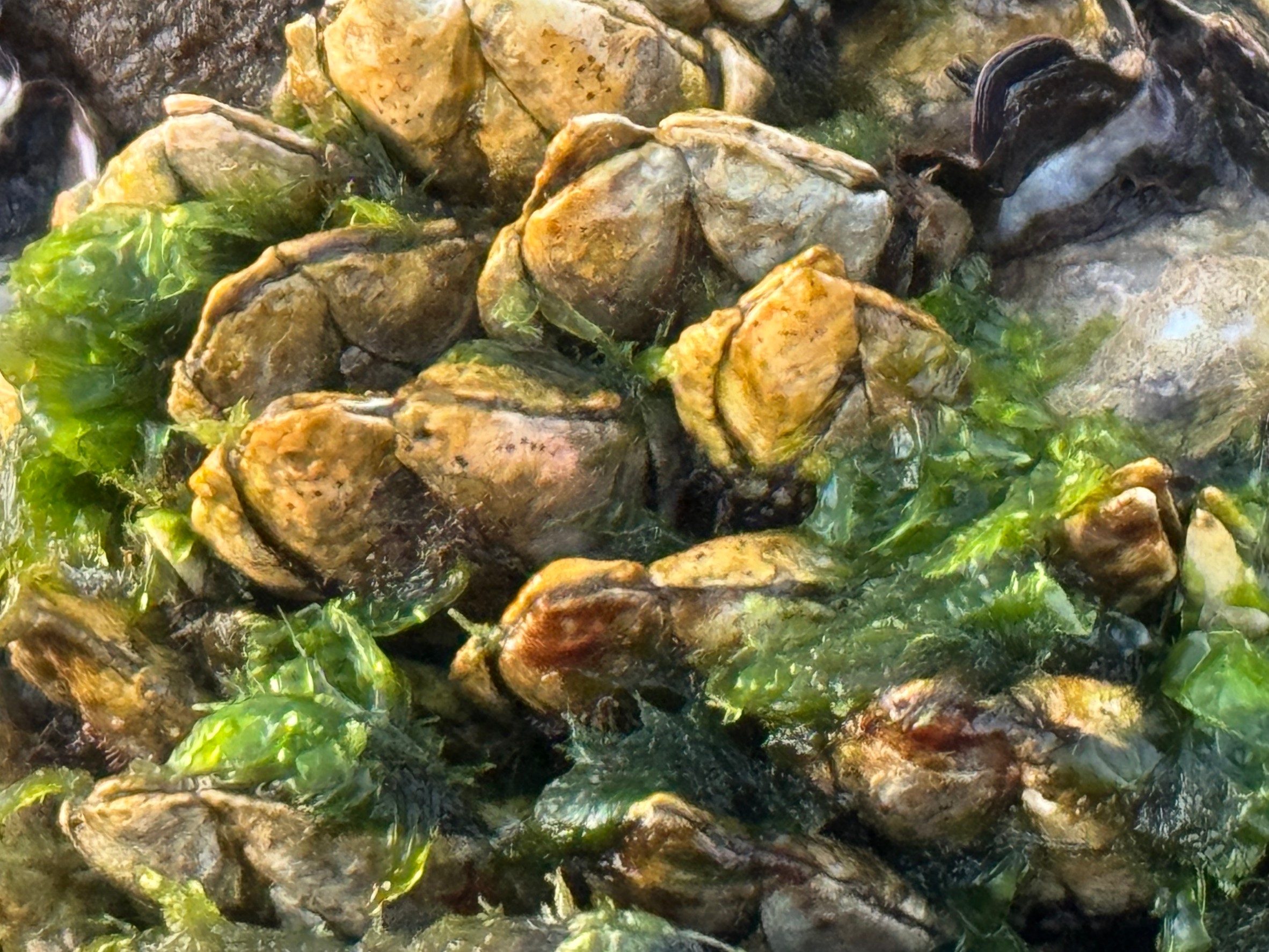 磯にあるカメの手（鷹の爪）特徴説明。釣人には厄介者として有名。釣太郎