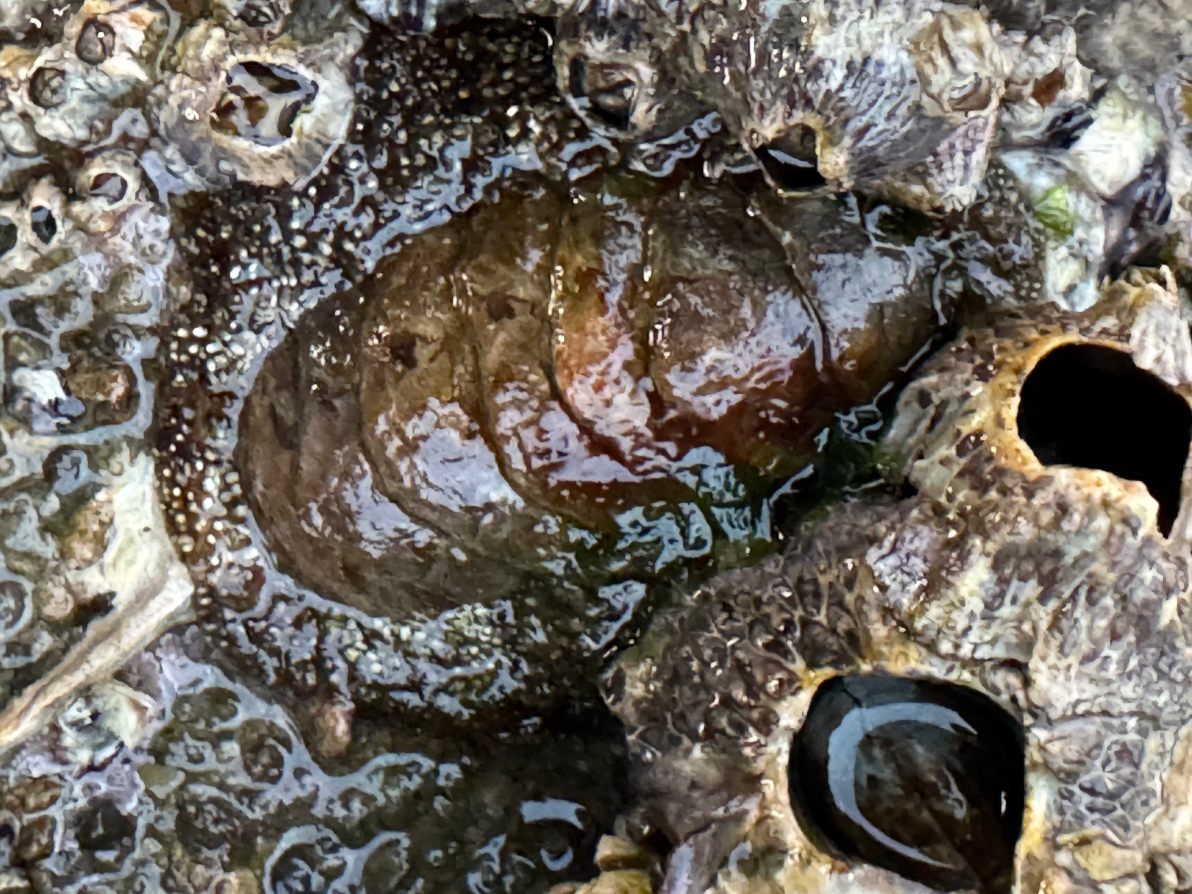 磯、堤防で見かけるヒザラガイについて、釣り人に詳細説明。釣太郎