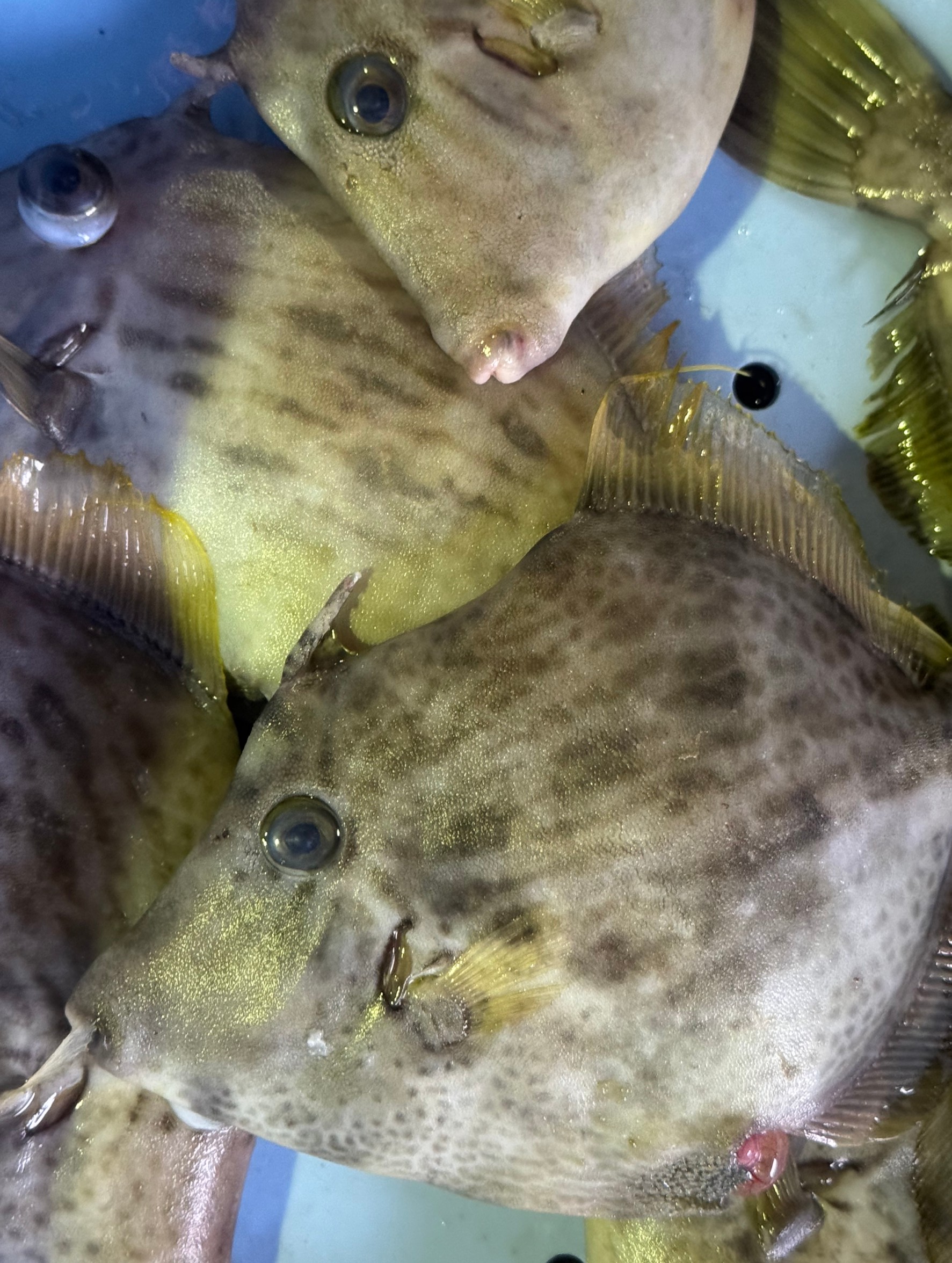 カワハギの特徴、生態を釣り人にご説明。釣太郎