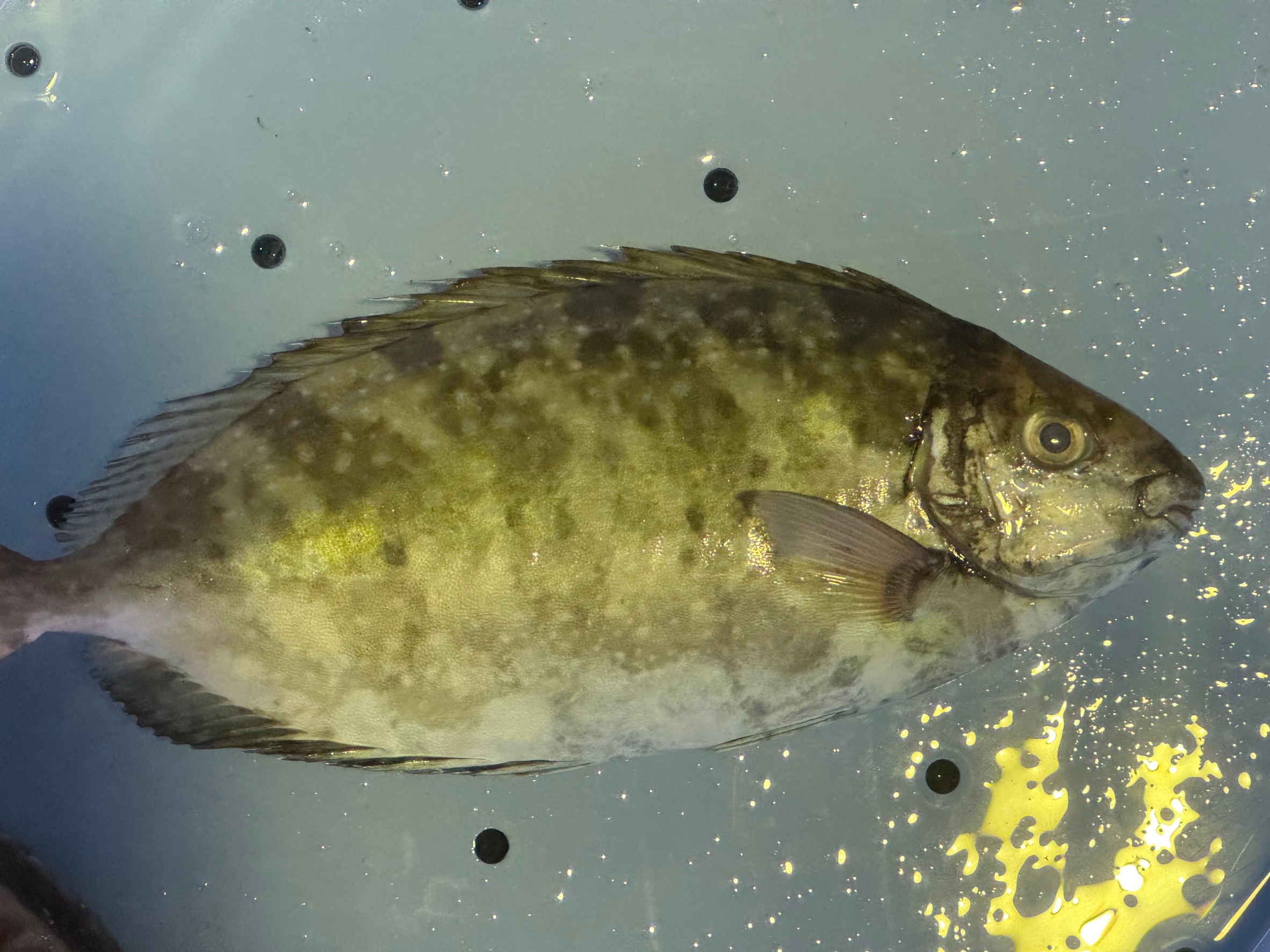 バリコ(アイゴ)は独特の匂いがあるが、これは何が原因?釣太郎