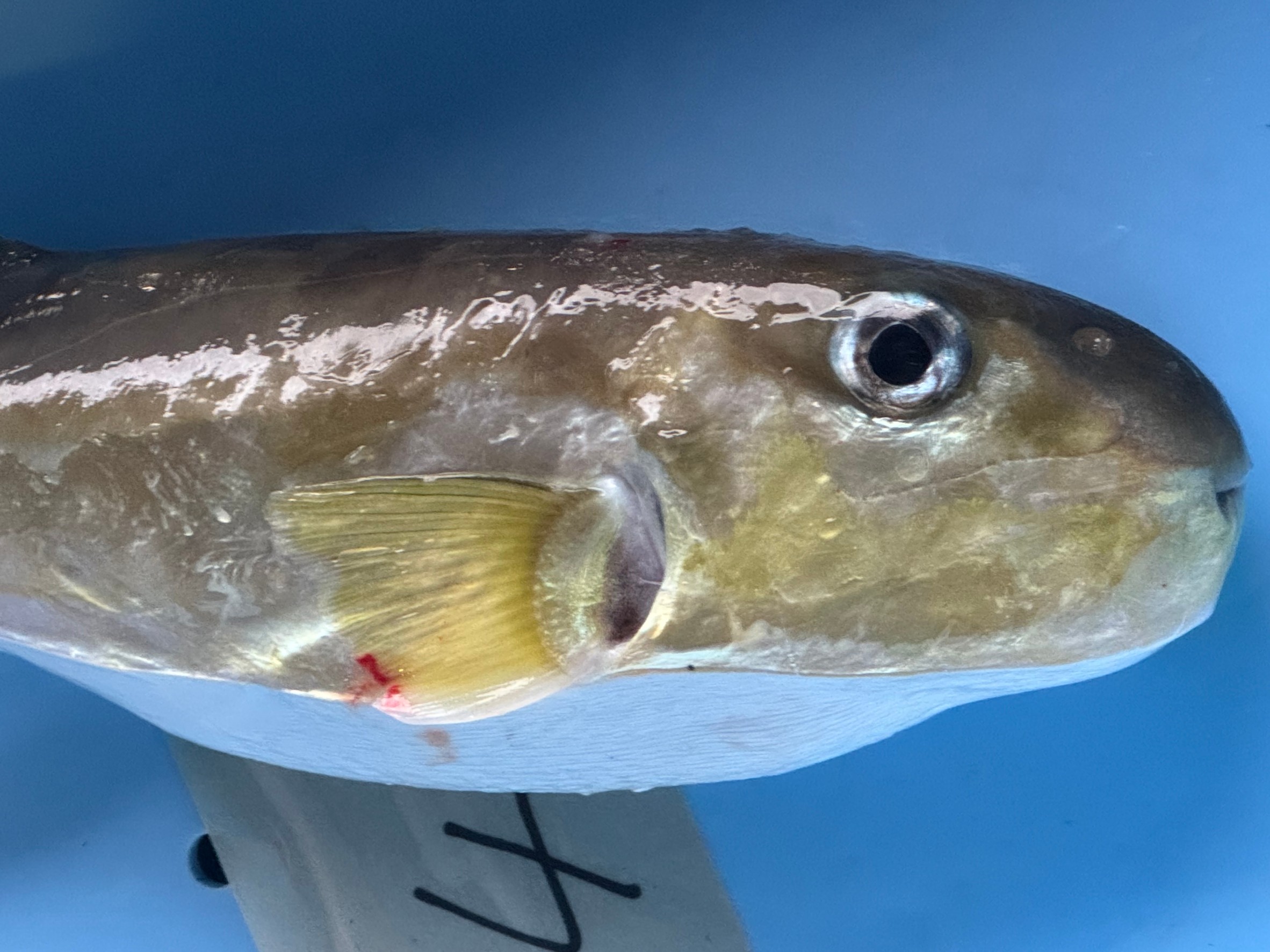 白サバフグについて、釣り人に詳細説明。釣太郎