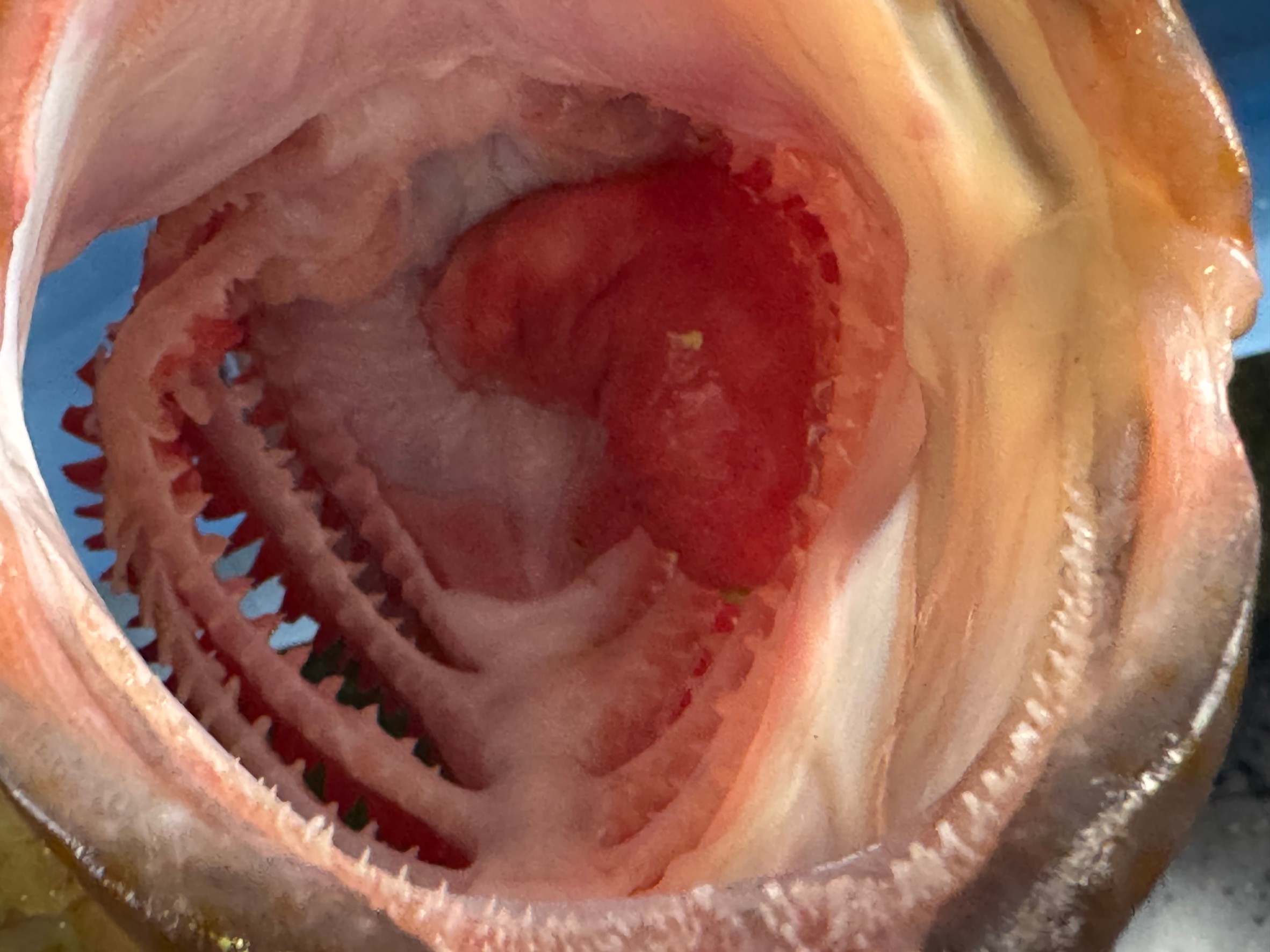 フィッシュイーター(肉食魚)の典型的な口内構造。これを説明解説。釣太郎