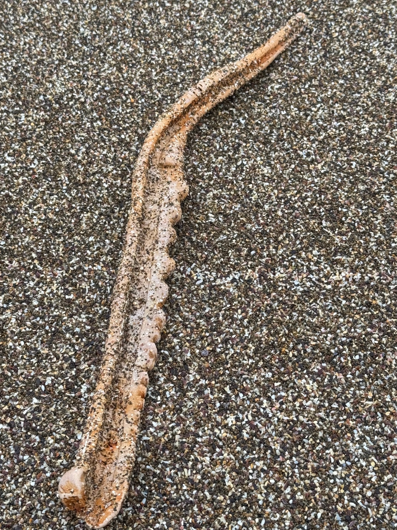 砂浜に打ち上げられていた骨。これは何？釣太郎