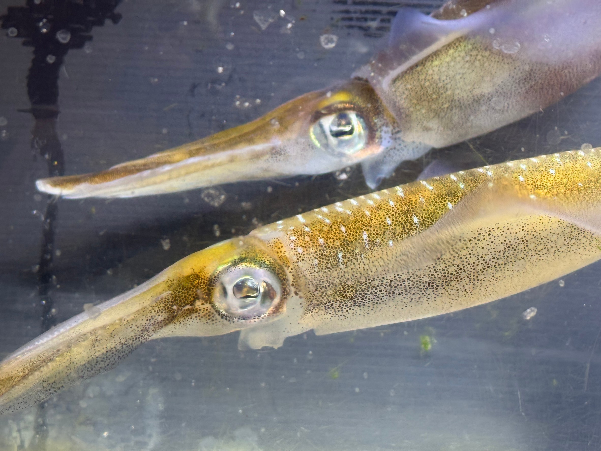 海のダイヤモンド、妖精、イカの王様、等等呼ばれるアオリイカ。釣太郎みなべ店で飼育中。