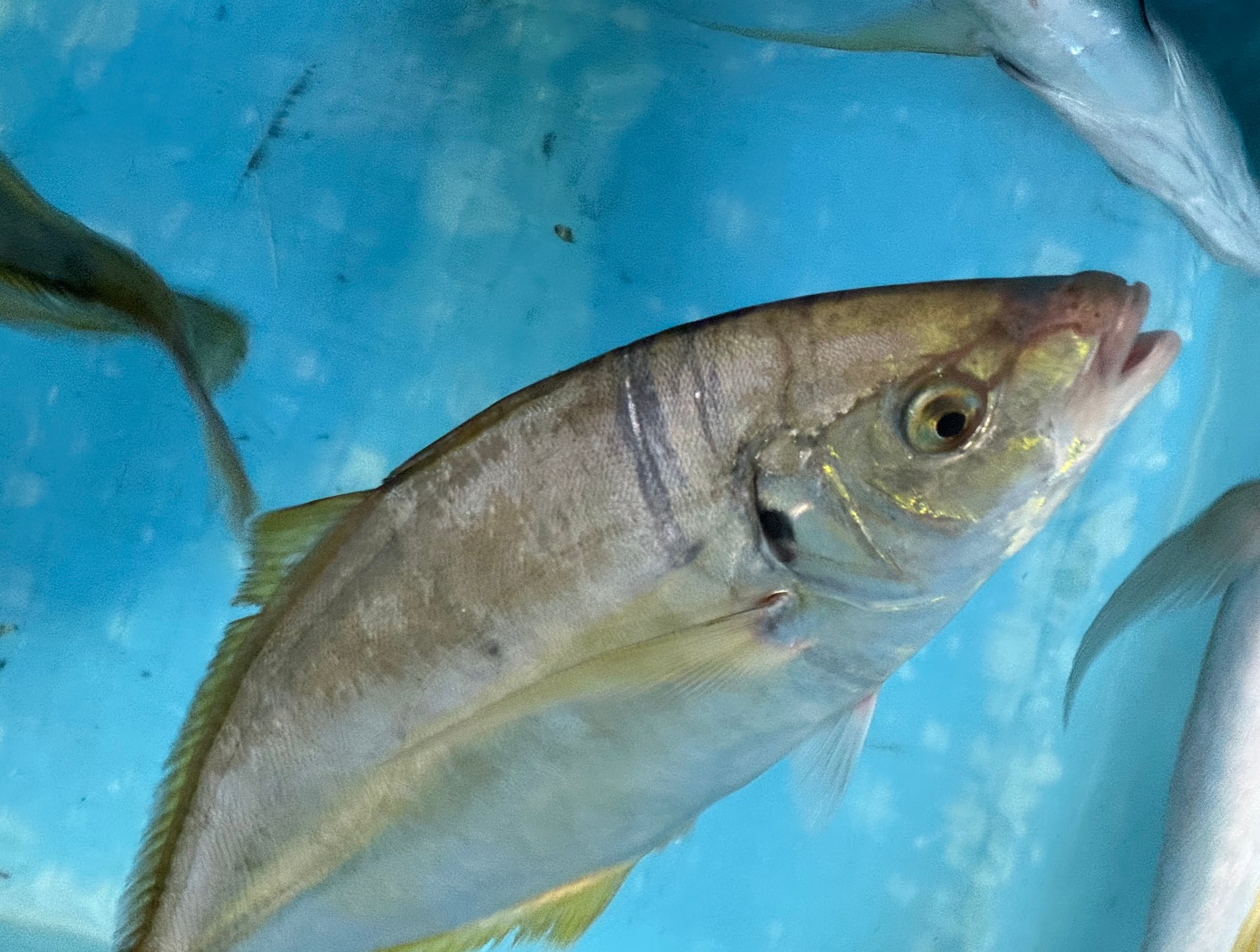 シマアジの生態と特徴紹介。何年くらい生きる？最大は何センチ？釣太郎