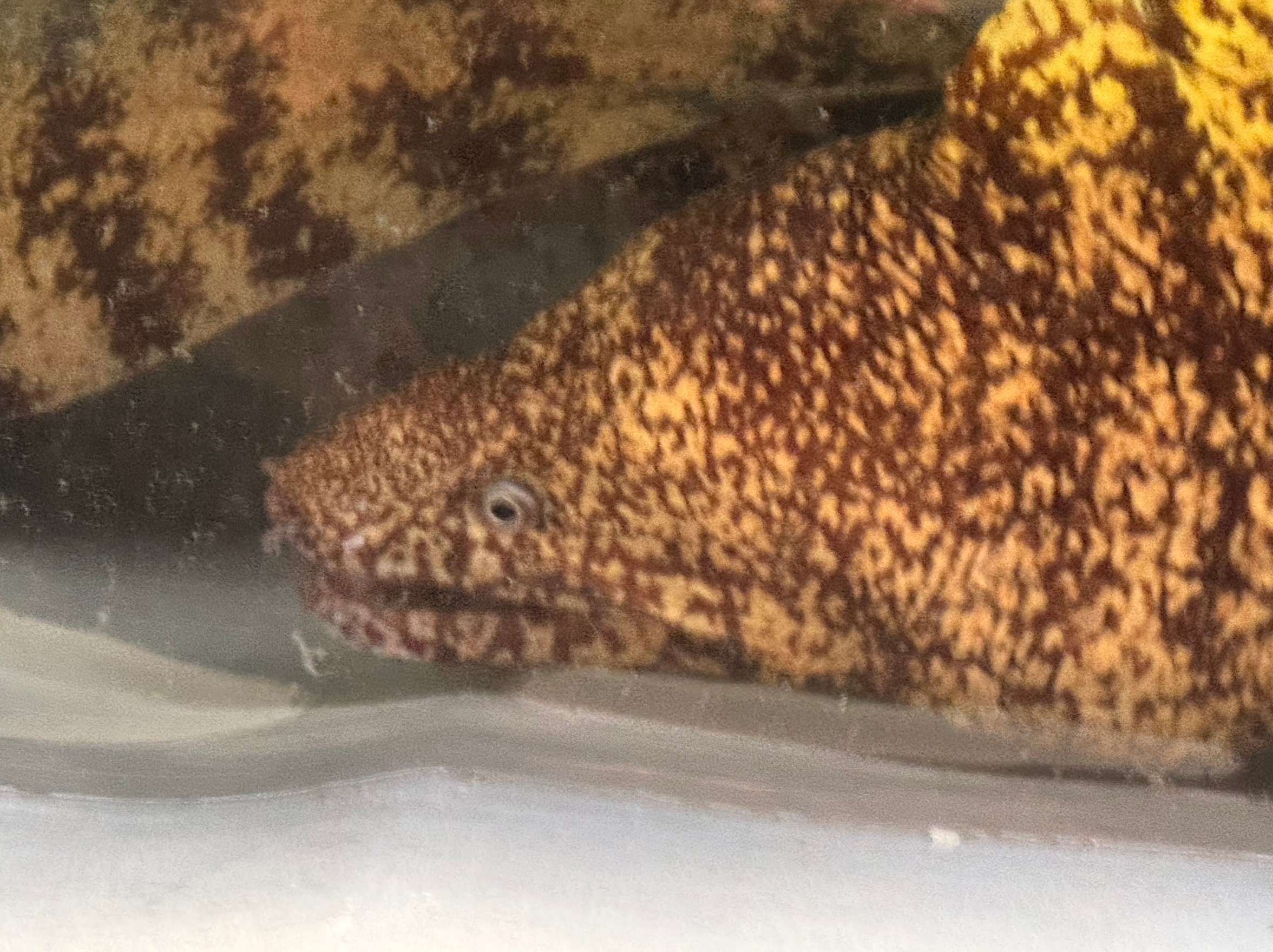 ヤエン釣りとウツボは切って切れない間柄。アオリイカ釣り外道魚の定番。釣太郎