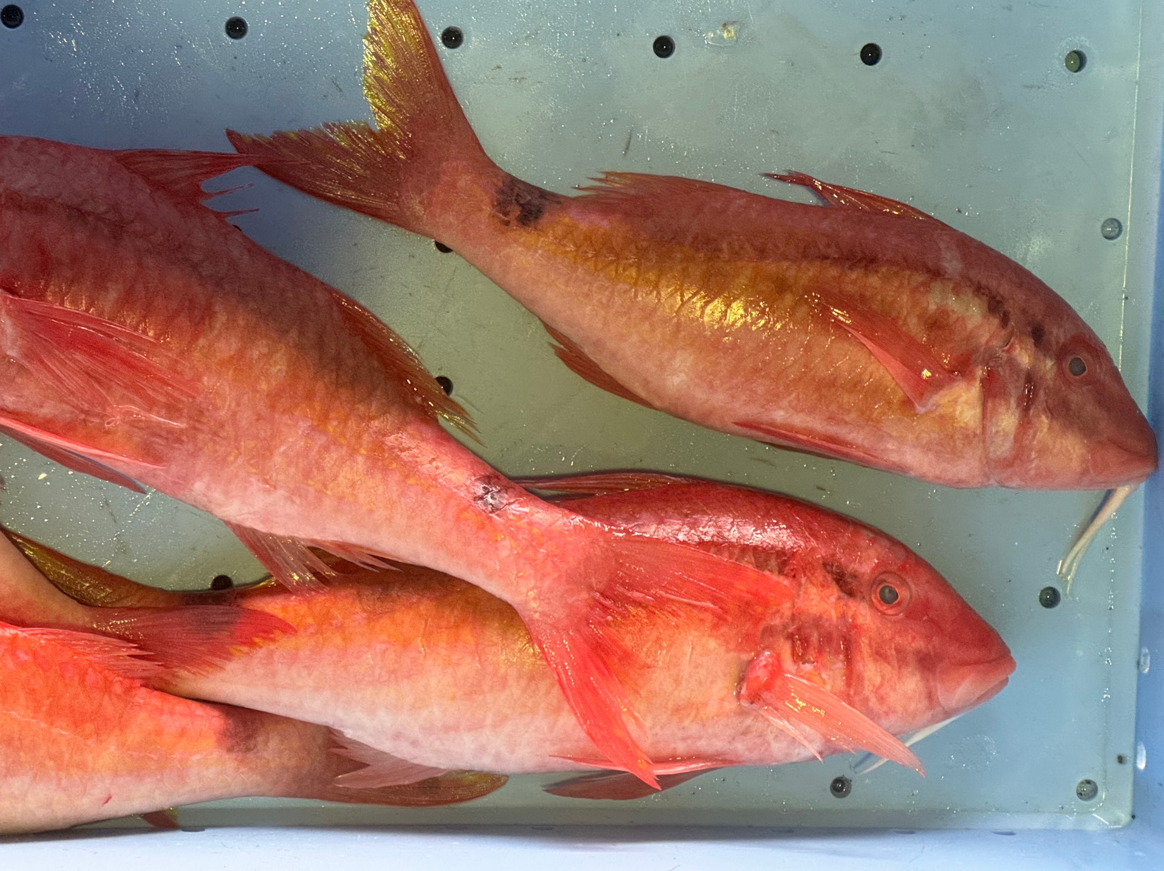 オジサン(メンドリ)の生態と特徴。釣太郎