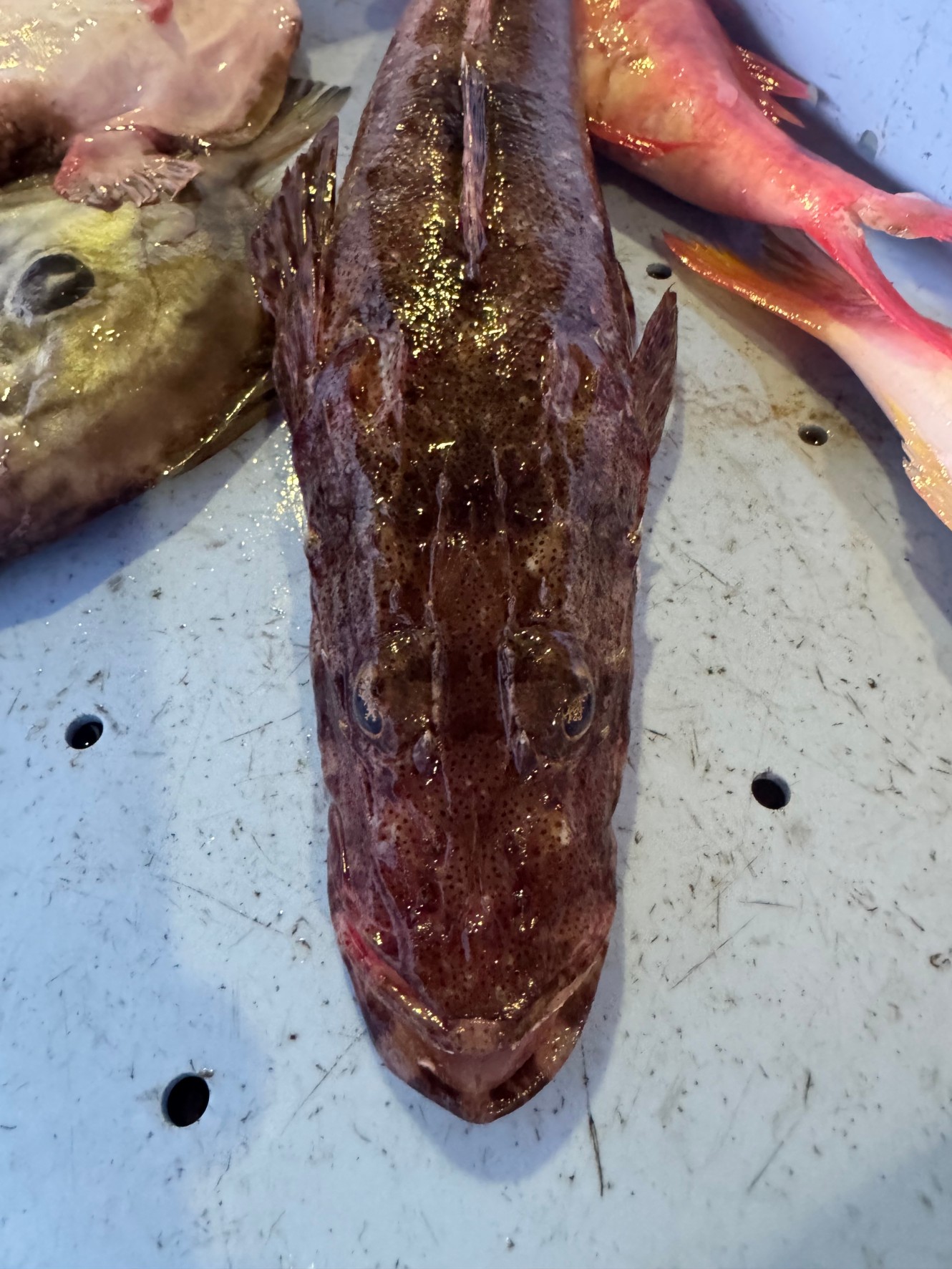 ワニゴチの生態と特徴説明。釣太郎