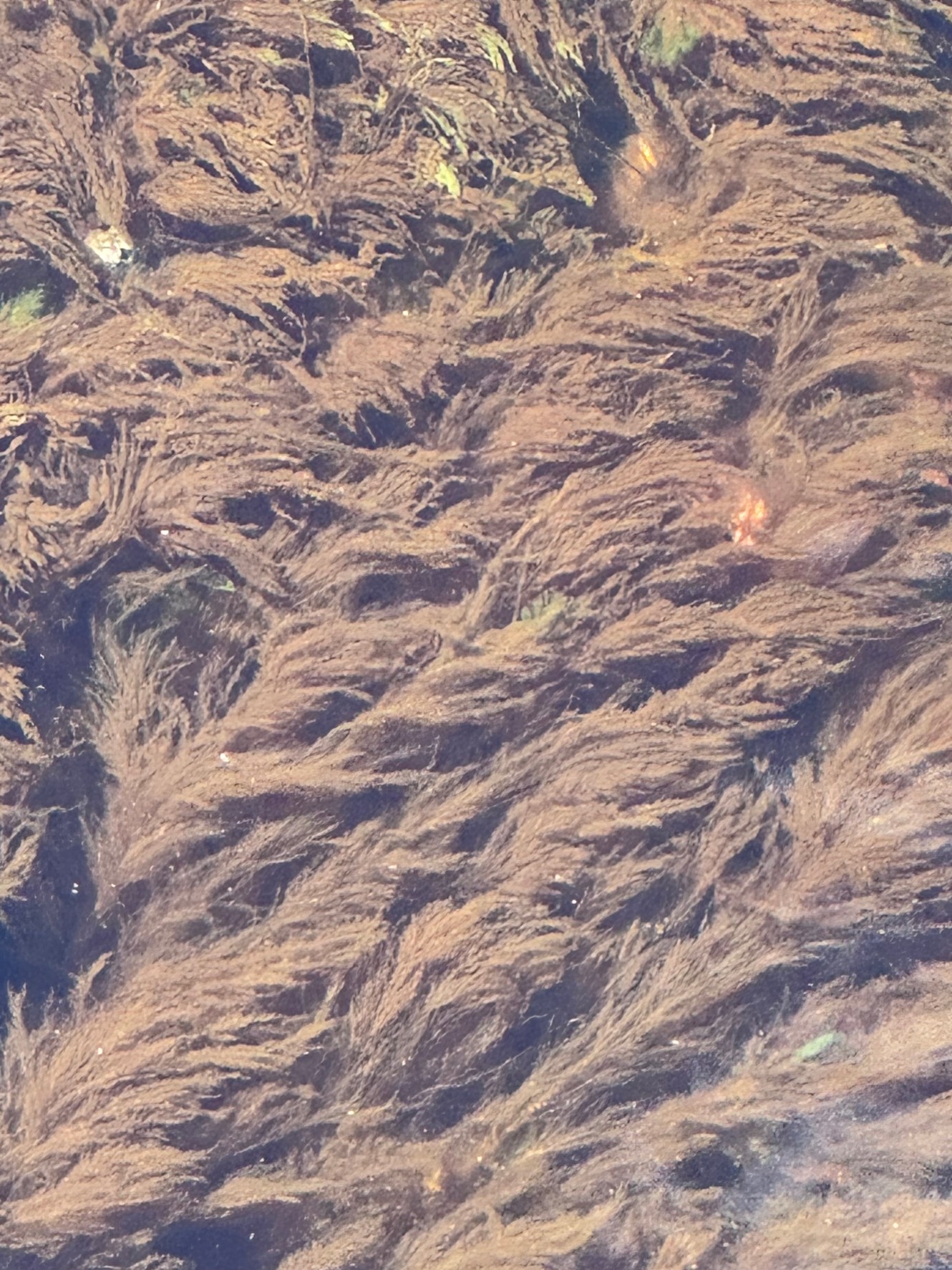 磯に生えているこの茶色の海藻は、よく滑るのでご注意ください。釣太郎