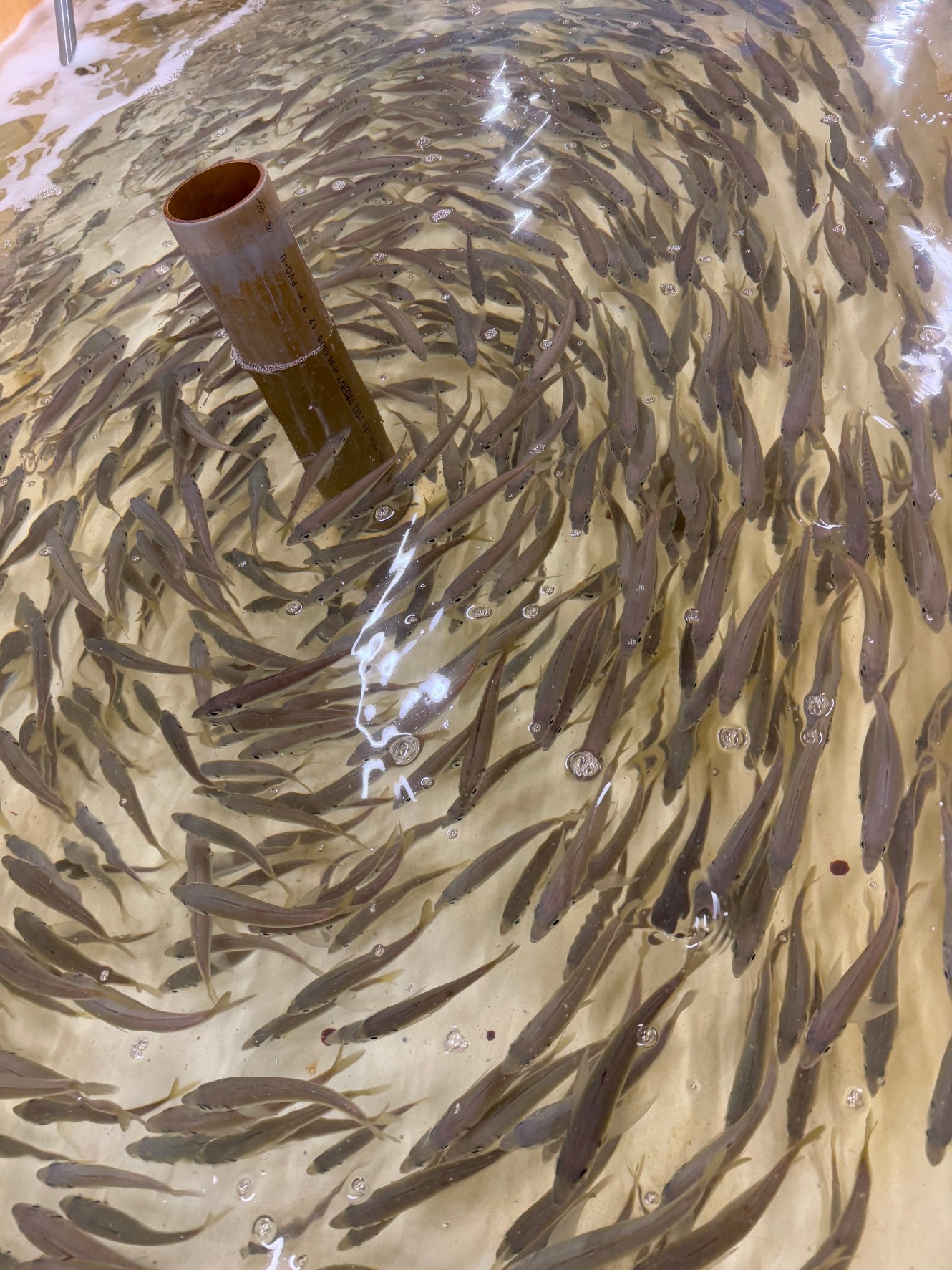 アジのような回遊魚が、列をなして綺麗に泳げるのはななぜ？釣太郎