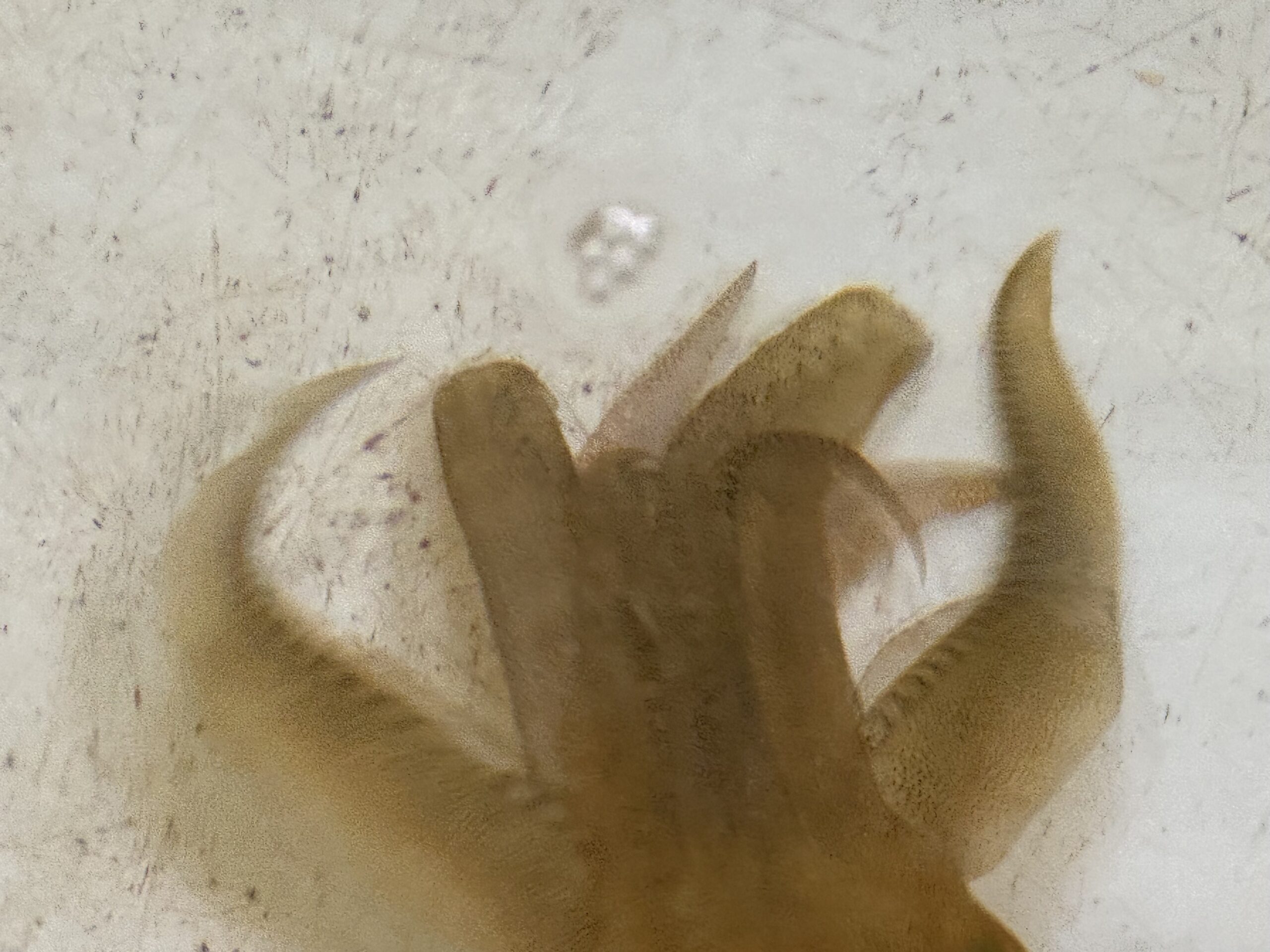 アオリイカを釣った時に、すでに触腕が切れているものがある。原因として考えられる理由説明。釣太郎