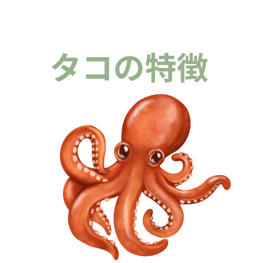 タコの生態説明。最大どれくらい？寿命は？釣太郎