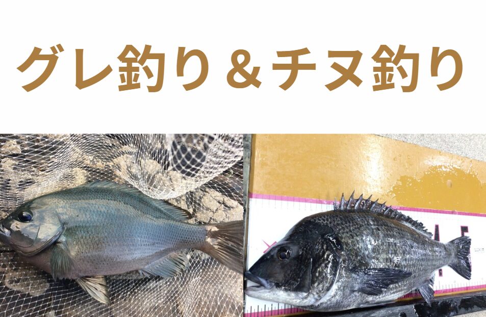 グレ釣り師は、なぜチヌ釣りを格下に見る人がいるのだろうか？釣太郎