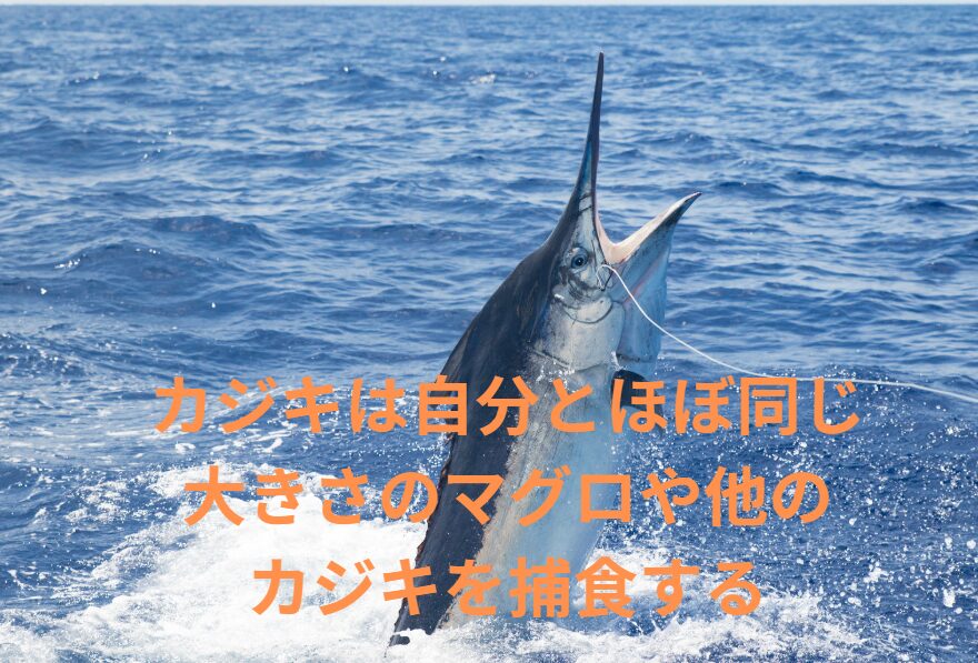 カジキ（例：バショウカジキ）は時折自分とほぼ同じ大きさのマグロや他のカジキを捕食することがあります。釣太郎