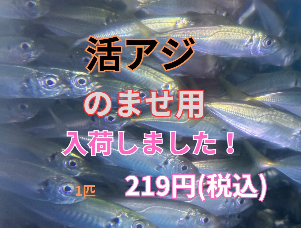 飲ませ用活アジあります。釣太郎