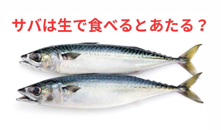 サバは生で食べるとあたる？釣太郎