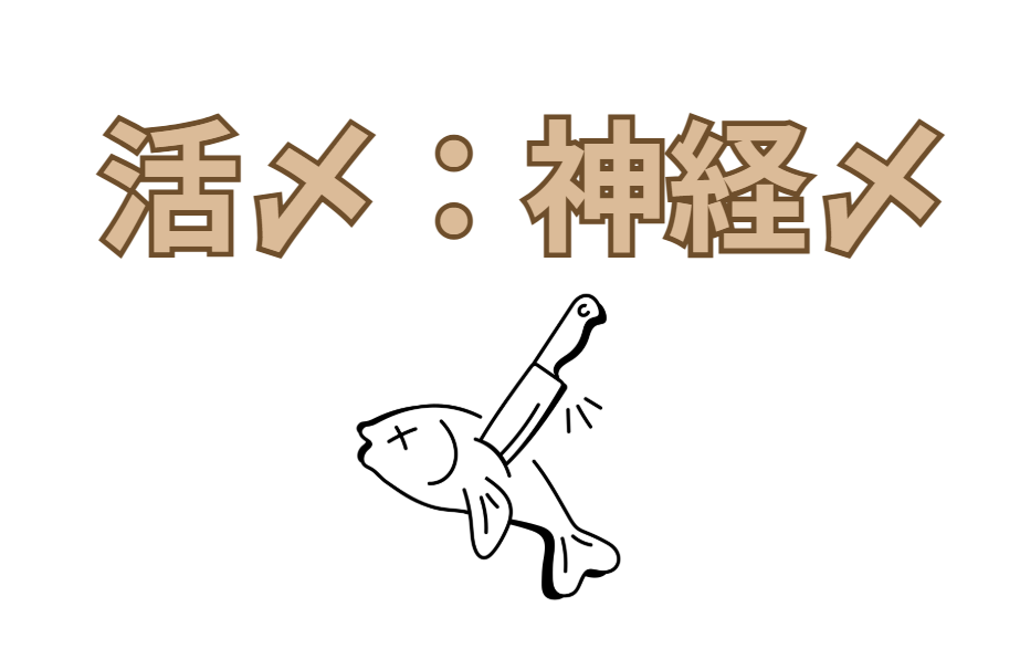 魚調理、活〆より神経締めの方が良い、と言われるがこれを科学的にご説明します。釣太郎