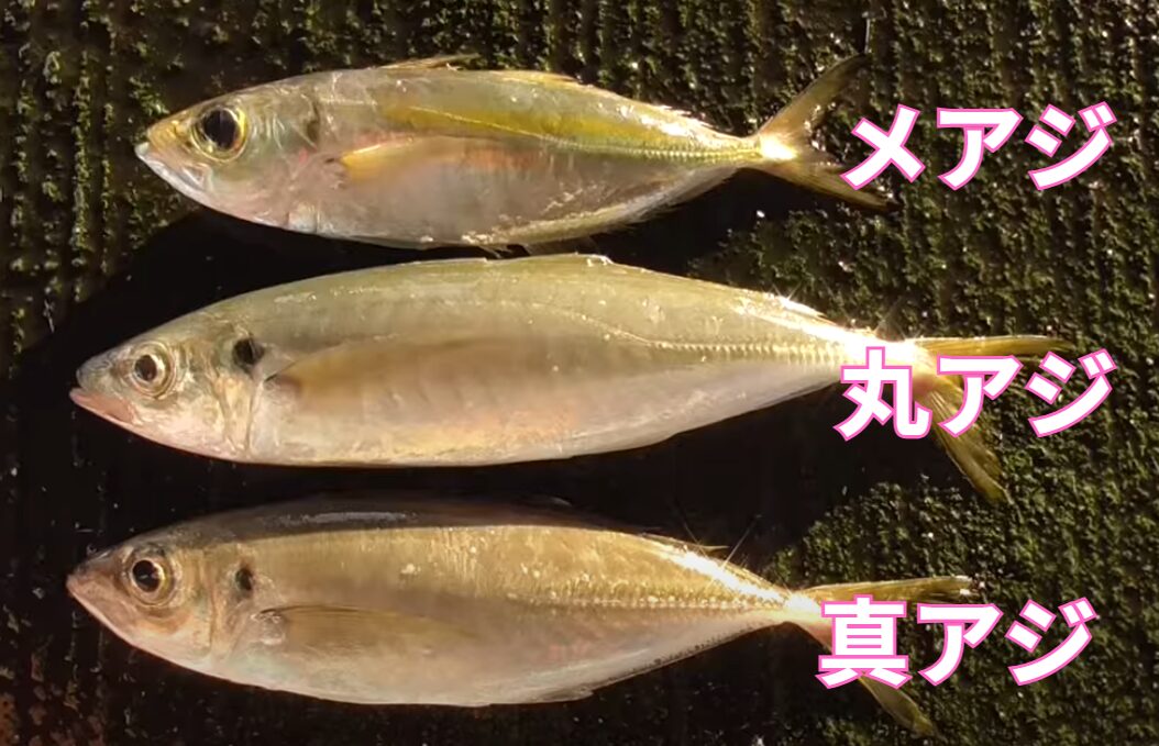 メアジ、マルアジ（青、丸）、マアジ（真、赤、平）の違い説明。サビキ釣り入門。釣太郎