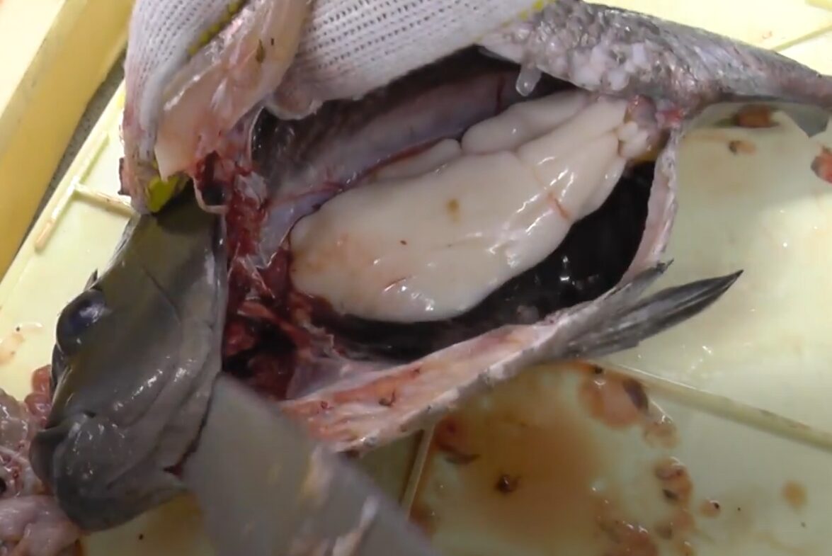 寒グレ＝白子。なぜ？ 【フカセ釣り入門】釣太郎