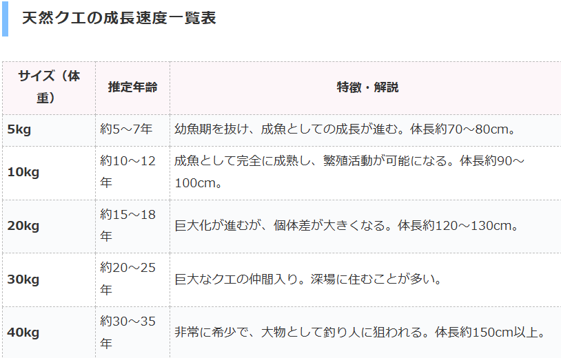 天然クエは高級魚だが、どれくらいの速さで大きくなる？釣太郎