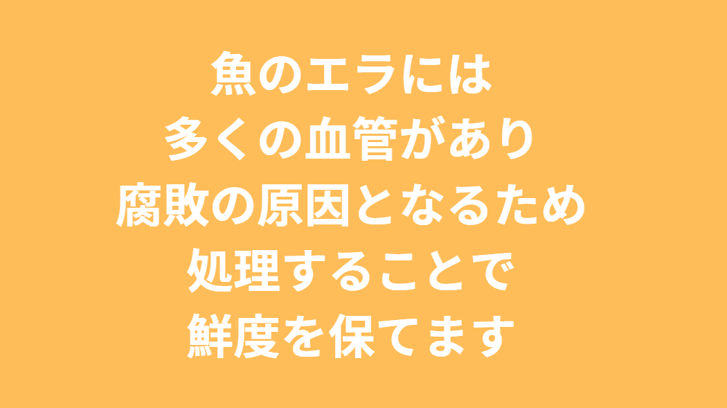 魚のエラには多くの血管があり、血が残っていると腐敗の原因となるため、先に処理することで鮮度を保てます。釣太郎
