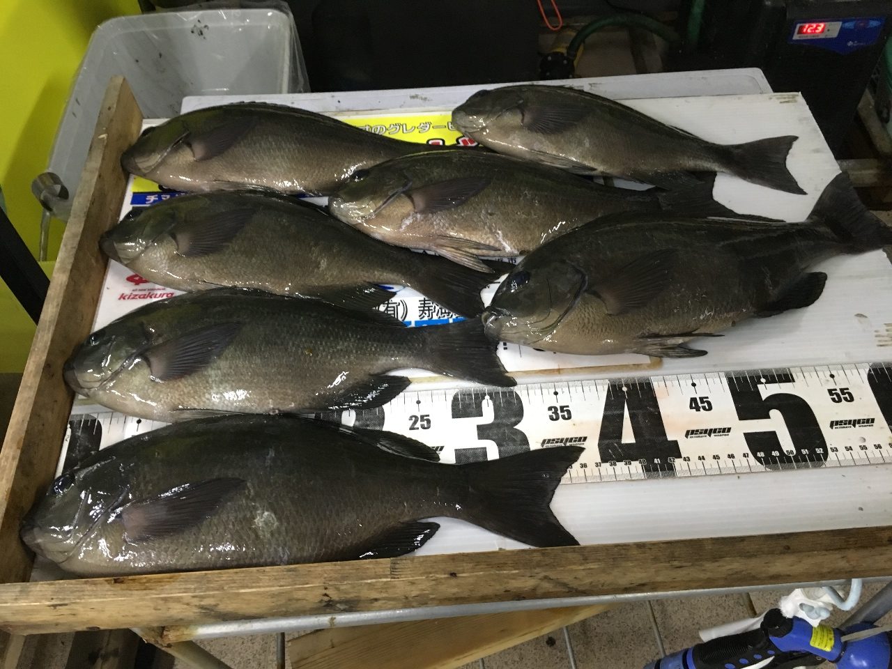 アタリは少なくなるが、水温が下がれば逆に大型グレが狙いやすくなる。これをフカセ釣り師にご説明します。釣太郎