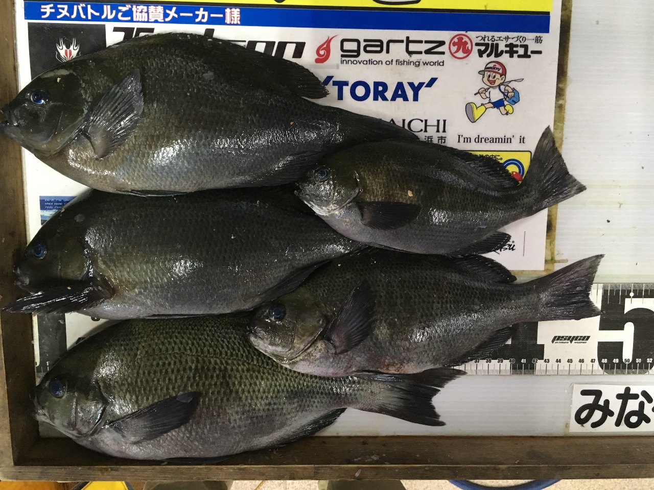 寒グレ釣りでアタリがない時の対処方法について、初心者にわかりやすく説明します。基本として、「仕掛けを魚に近い順番で変える」という考え方を伝えます。 1. 魚に一番近い部分から変える理由 フカセ釣りは、魚に自然に餌を食べさせるための仕掛け調整が重要です。魚に近い順で変えることで、仕掛け全体のバランスを崩さずに違和感を少なくし、釣果につなげやすくなります。 【仕掛け変更の順番】 ① 針を変える 魚に一番近いのが「針」です。 小さい針に変える 魚が警戒している場合、針が大きいと餌を口にしづらくなります。小さめの針（例：グレ針4号や5号）にすることで、食いが良くなる場合があります。 軽い針に変える 浮力の高い餌（オキアミなど）を使う場合は、軽い針にすると餌が自然に漂い、魚が違和感を持ちにくくなります。 ② ハリスを変える 針を変えても効果がない場合は「ハリス」を調整します。 細くする ハリスが太いと魚が違和感を感じて食いつきにくくなります。たとえば、1.75号を1.5号や1.2号にすると、魚が餌にアタックしやすくなる場合があります。 長さを変える ハリスを少し長め（通常より30～50cm長い程度）にすることで、仕掛けが自然に流れやすくなり、警戒心を減らせます。 ③ ウキを変える 針とハリスを変えてもアタリがない場合は「ウキ」を調整します。 軽いウキに変える 違和感を少なくするため、負荷の軽いウキや、小さめのウキ（Bや00など）にすると仕掛けが自然に流れやすくなります。 沈めるウキを使う 表層で反応がない場合、ウキ下を深く取り、半遊動や全遊動の仕掛けで沈めて探ることでアタリが出ることがあります。 2. 初心者へのアドバイス 初心者の方に伝えたいのは、アタリがない時に焦らず、**「1つずつ順番に仕掛けを調整する」**ということです。一度に全部を変えてしまうと、何が効果的だったのかがわからなくなります。 以下のステップで試してみましょう： 小さい針に変更 → アタリがなければ次へ。 ハリスの号数や長さを変更 → まだダメなら次へ。 ウキの種類やサイズを変更。 この方法を実践すれば、初心者の方も寒グレ釣りでアタリを増やす感覚をつかめるようになります！釣太郎