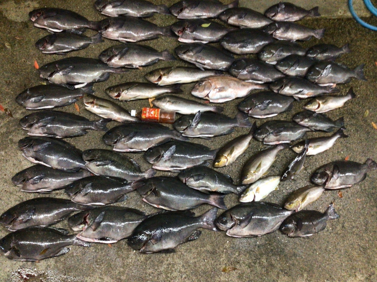 グレは成長するにつれ、個体数が少なくなり群れを成す。釣太郎