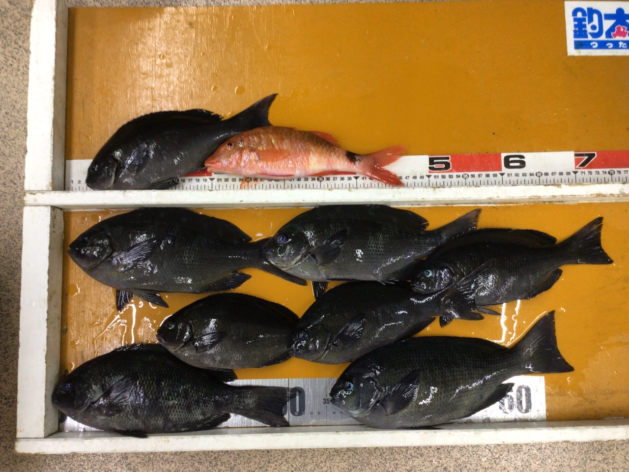 グレ釣りは、「潮を見定める」のが大前提と言われる理由は？フカセ釣り初心者へご説明。釣太郎