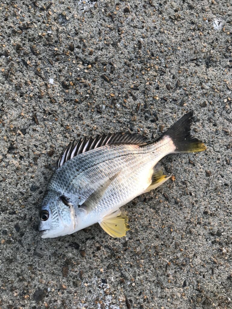 黒鯛（チヌ）よりキビレチヌの方が美味しい、という釣り人は多い。釣太郎