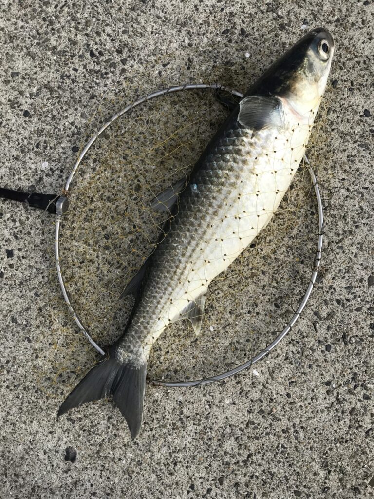 釣り人に嫌われる魚ボラ。特徴と生態のご紹介。釣太郎