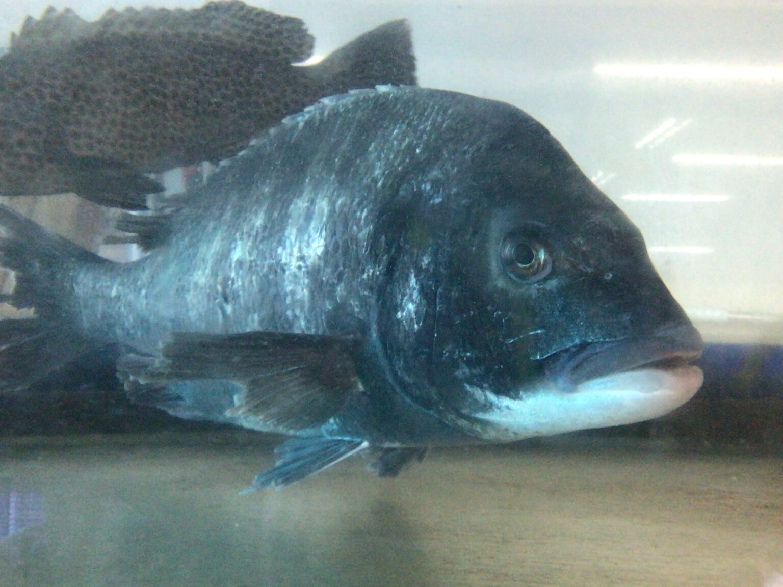 年無しチヌ（黒鯛）50cmに到達するには通常 10～15年 かかるとされています。釣太郎