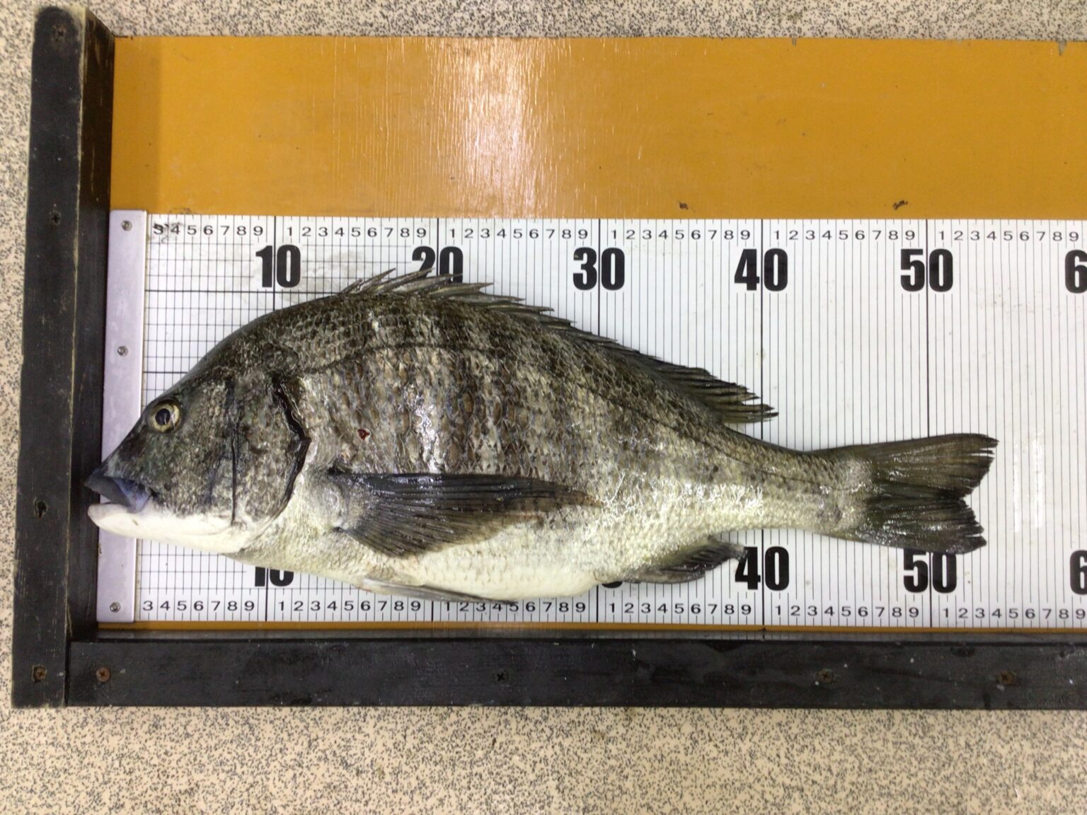 晩冬から春にかけて和歌山南紀地方はノッコミチヌ釣りシーズンとなり、年無しチヌが釣れる。荒食い時期は釣りやすい理由説明。釣太郎