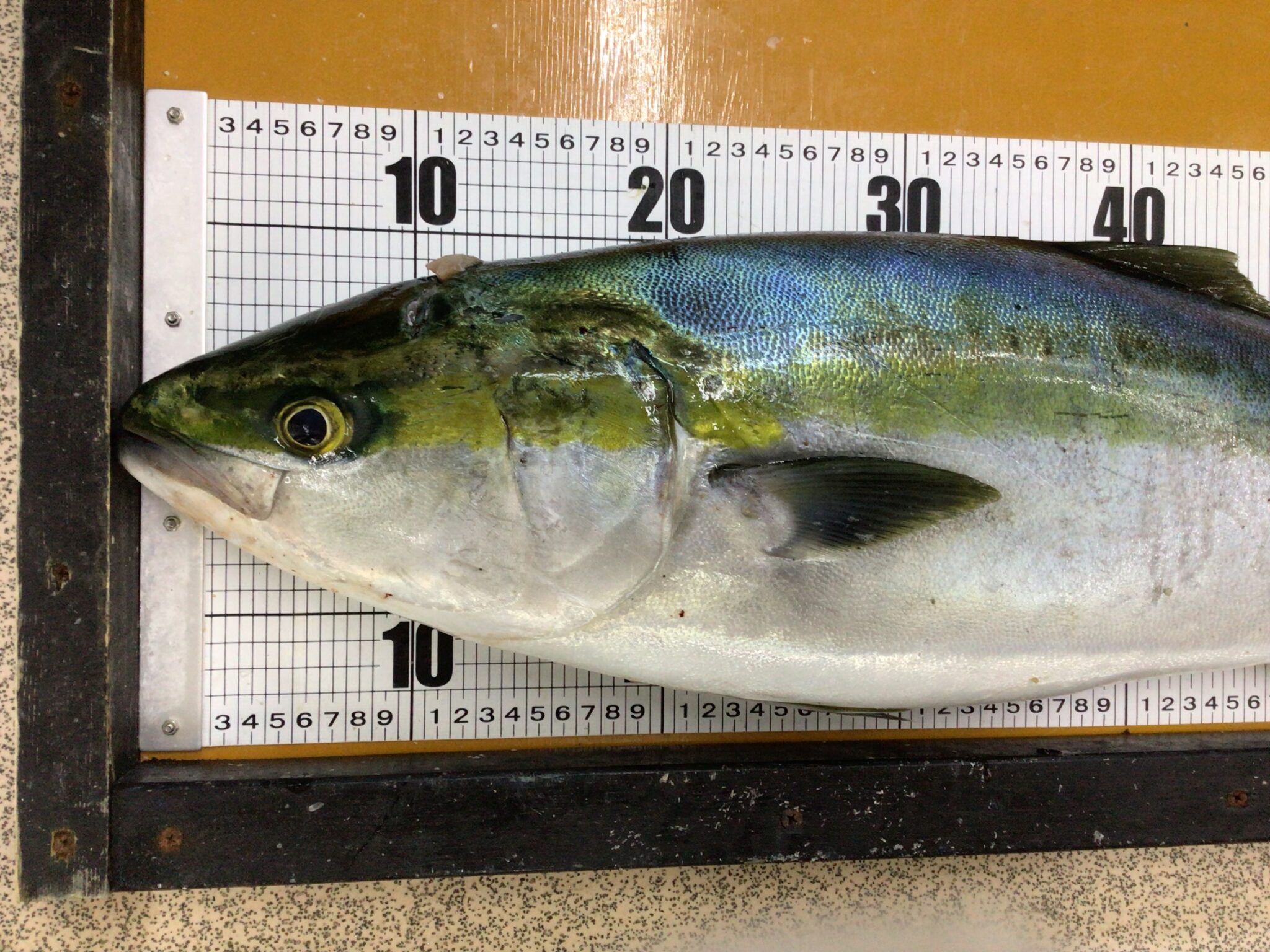 ブリの産卵居着いての詳細説明。青物魚釣り情報編。釣太郎