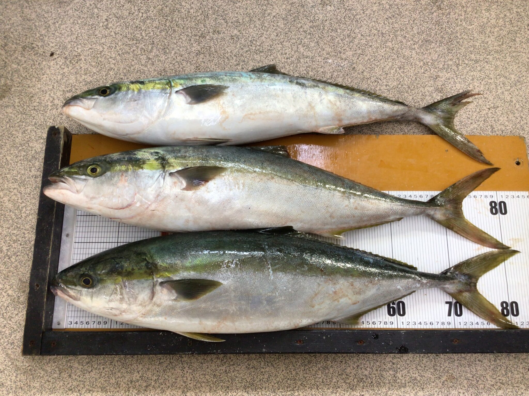 ブリ（青物魚）はエサを求めるために回遊します、それだけではありません。釣人に解説いたします。釣太郎